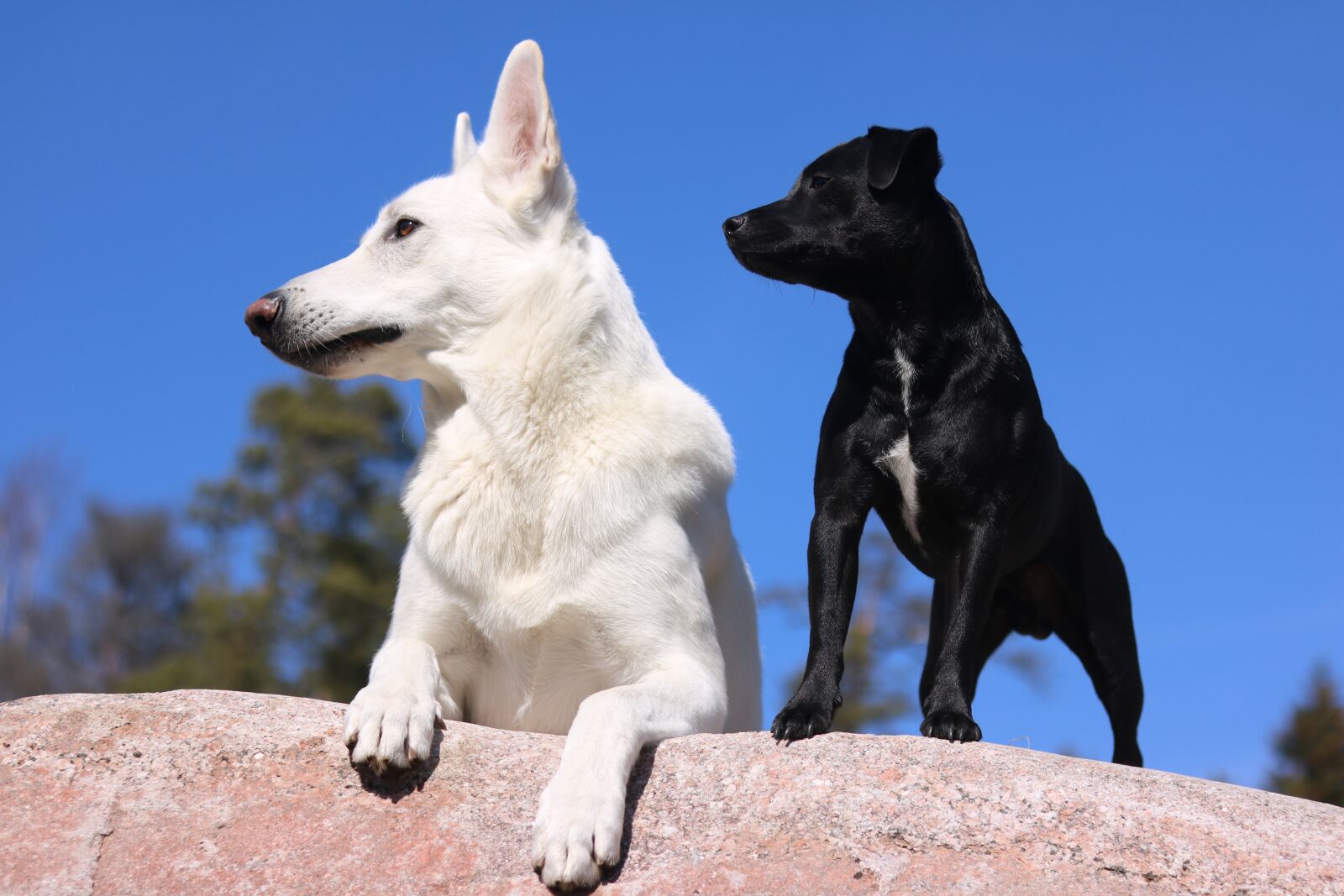 Canon EOS 750D (EOS Rebel T6i / EOS Kiss X8i) sample photo. Dogs, shepherd dog, pet photography