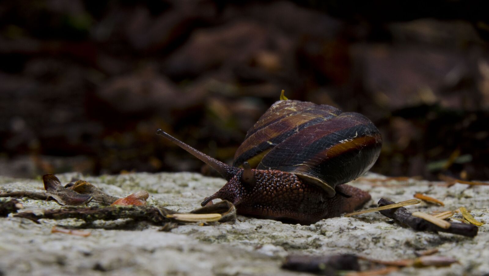 Nikon D7000 sample photo. Snail, nature, slow photography