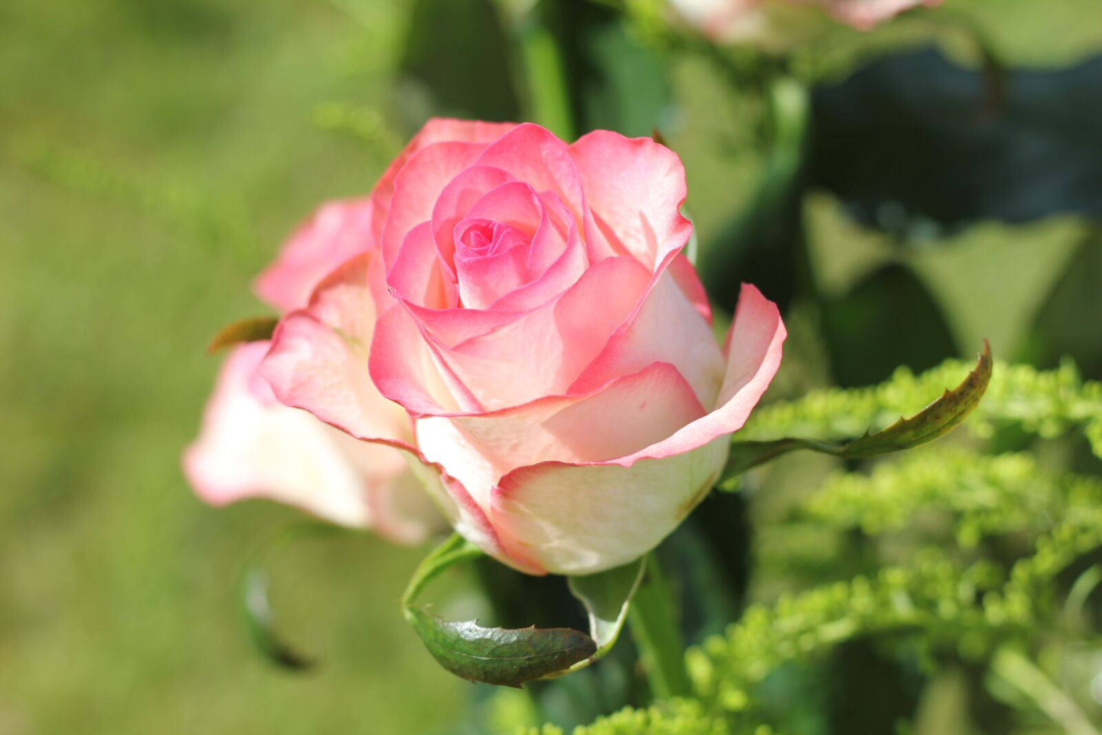 Canon EOS 550D (EOS Rebel T2i / EOS Kiss X4) sample photo. Rose, blossom, bloom photography