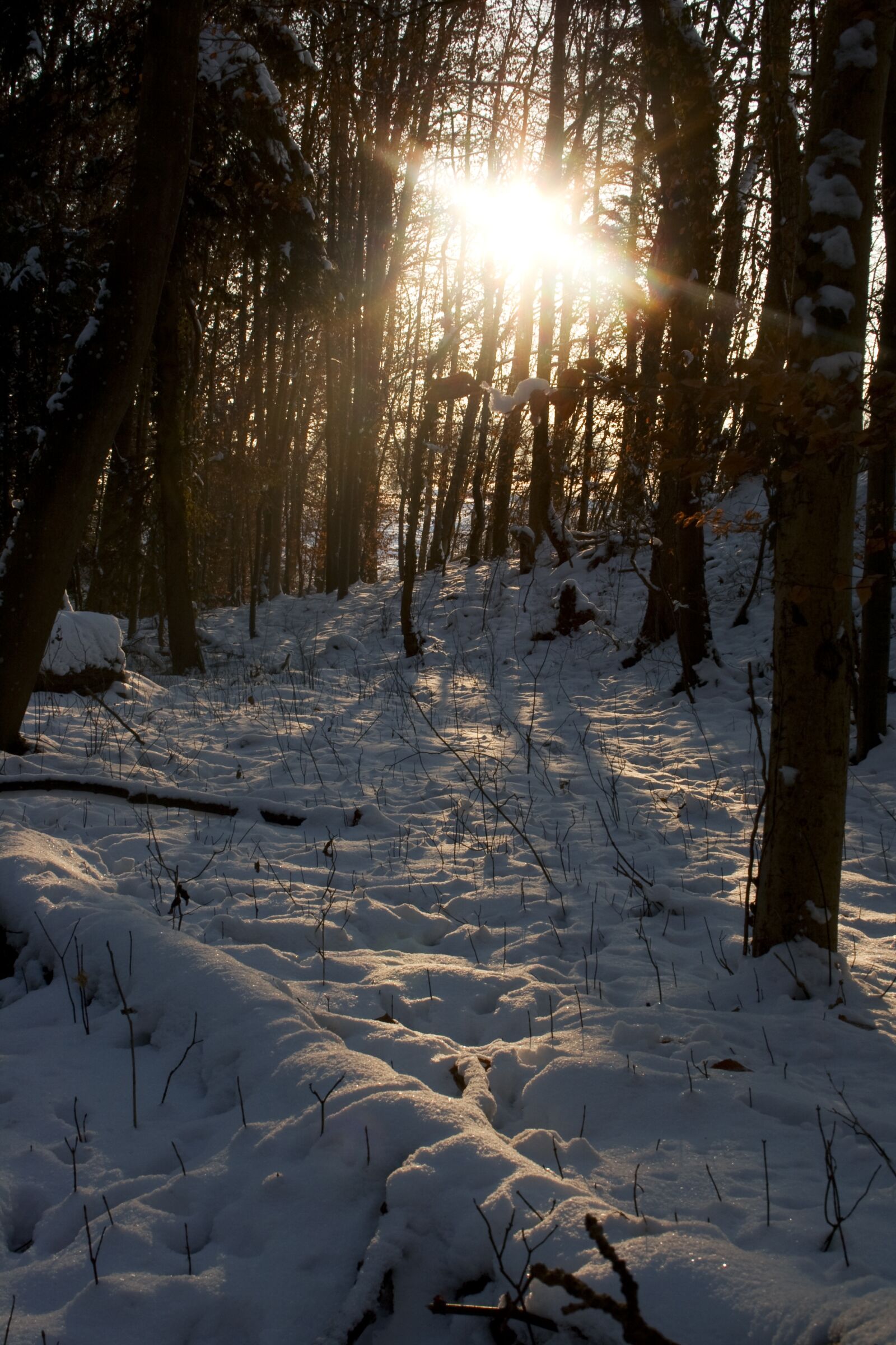 Canon EOS 400D (EOS Digital Rebel XTi / EOS Kiss Digital X) sample photo. Winter, sunbeam, forest photography