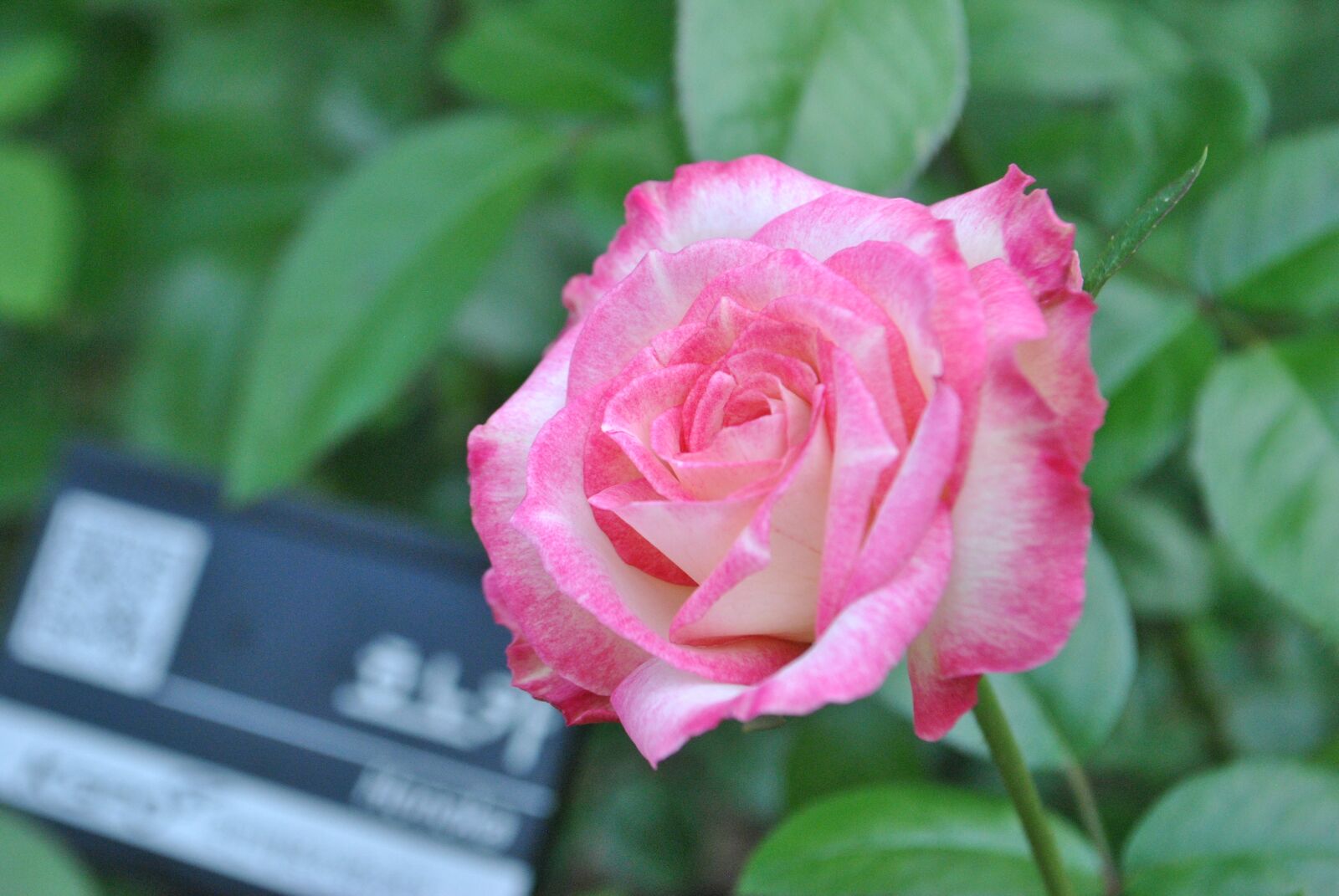 Nikon D3000 sample photo. Rose, pink, flowers photography