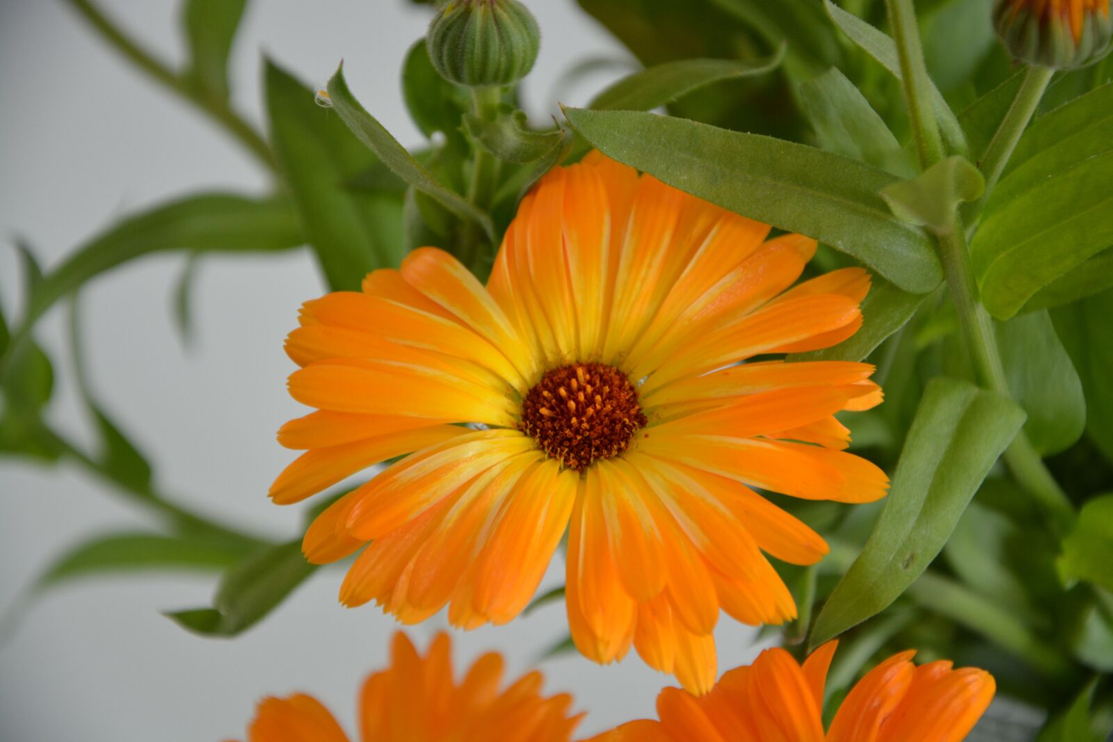 Nikon D5200 sample photo. Flower, plant, flower color photography