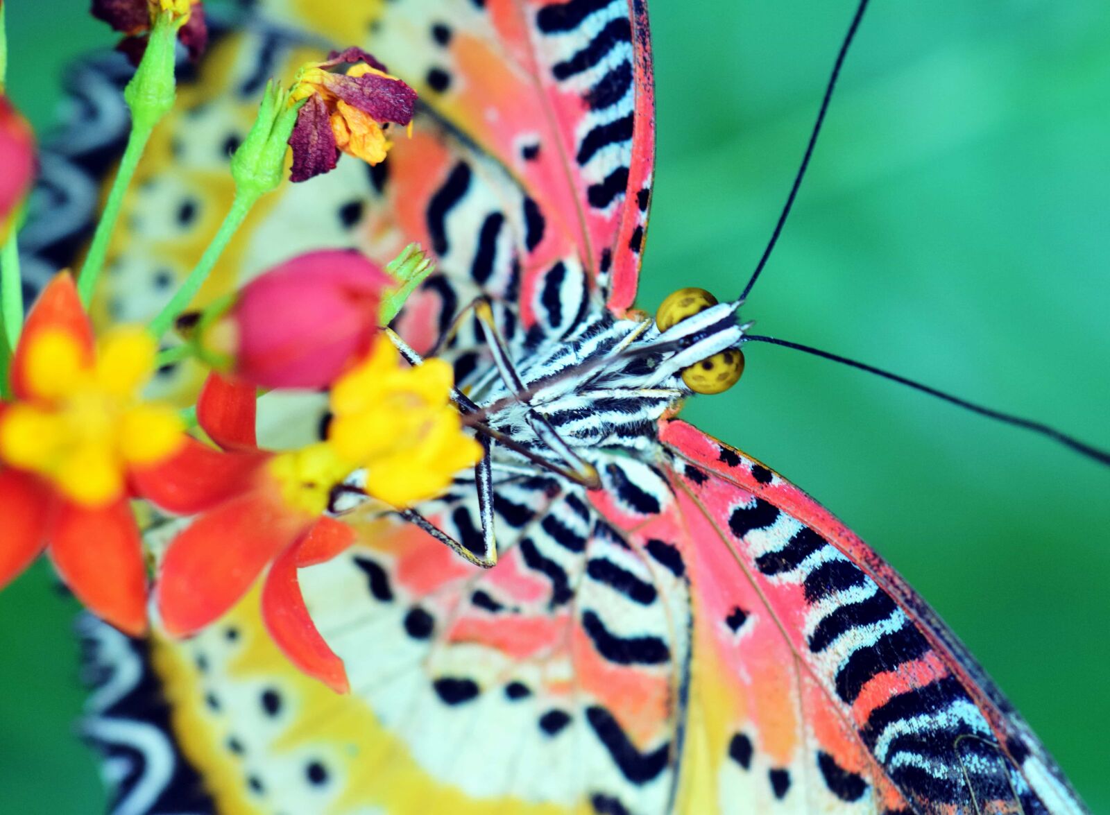 Nikon D3300 sample photo. Butterfly, insect, nature, animal photography