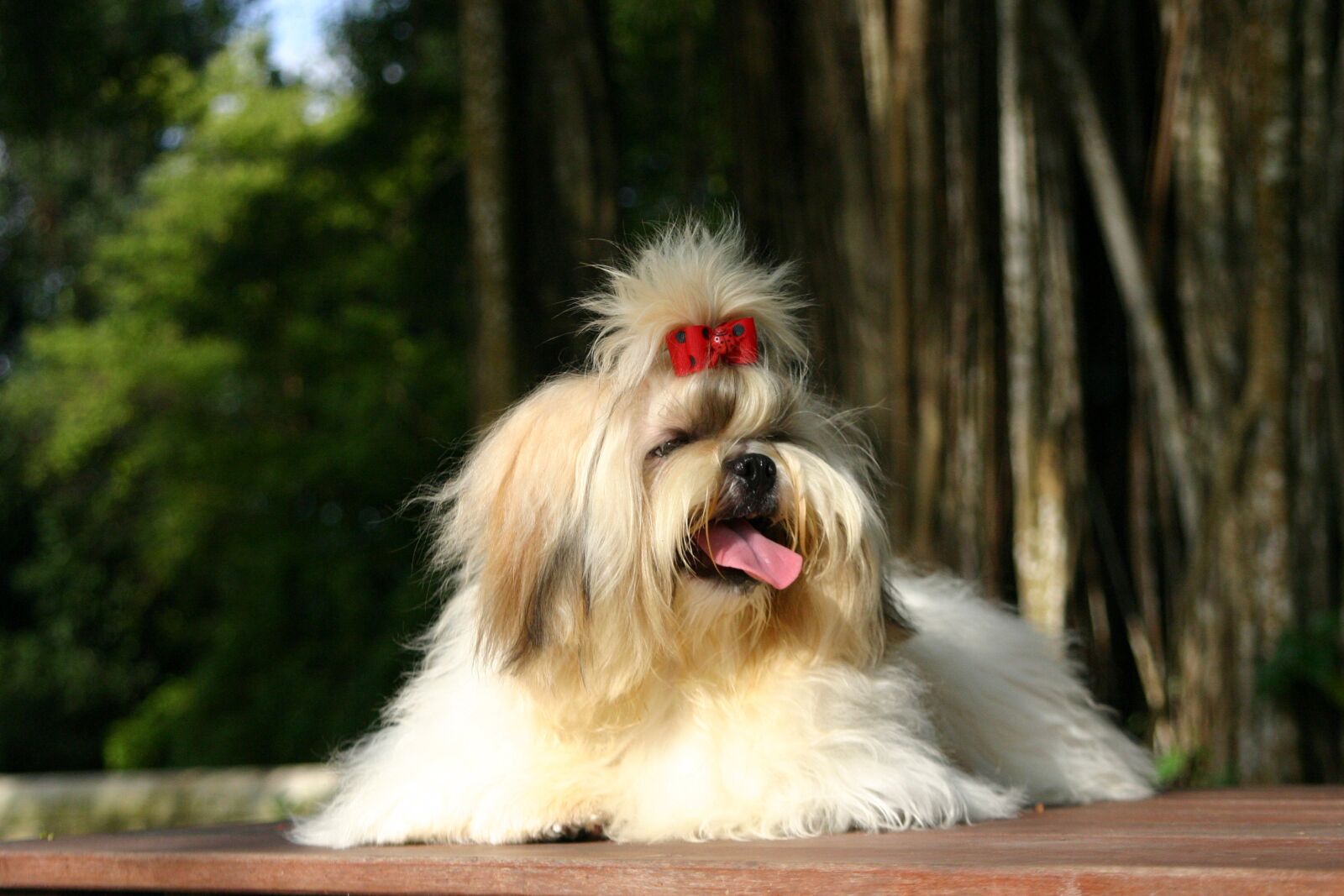 Canon EOS 300D (EOS Digital Rebel / EOS Kiss Digital) sample photo. Shihtzu, pet, puppy photography