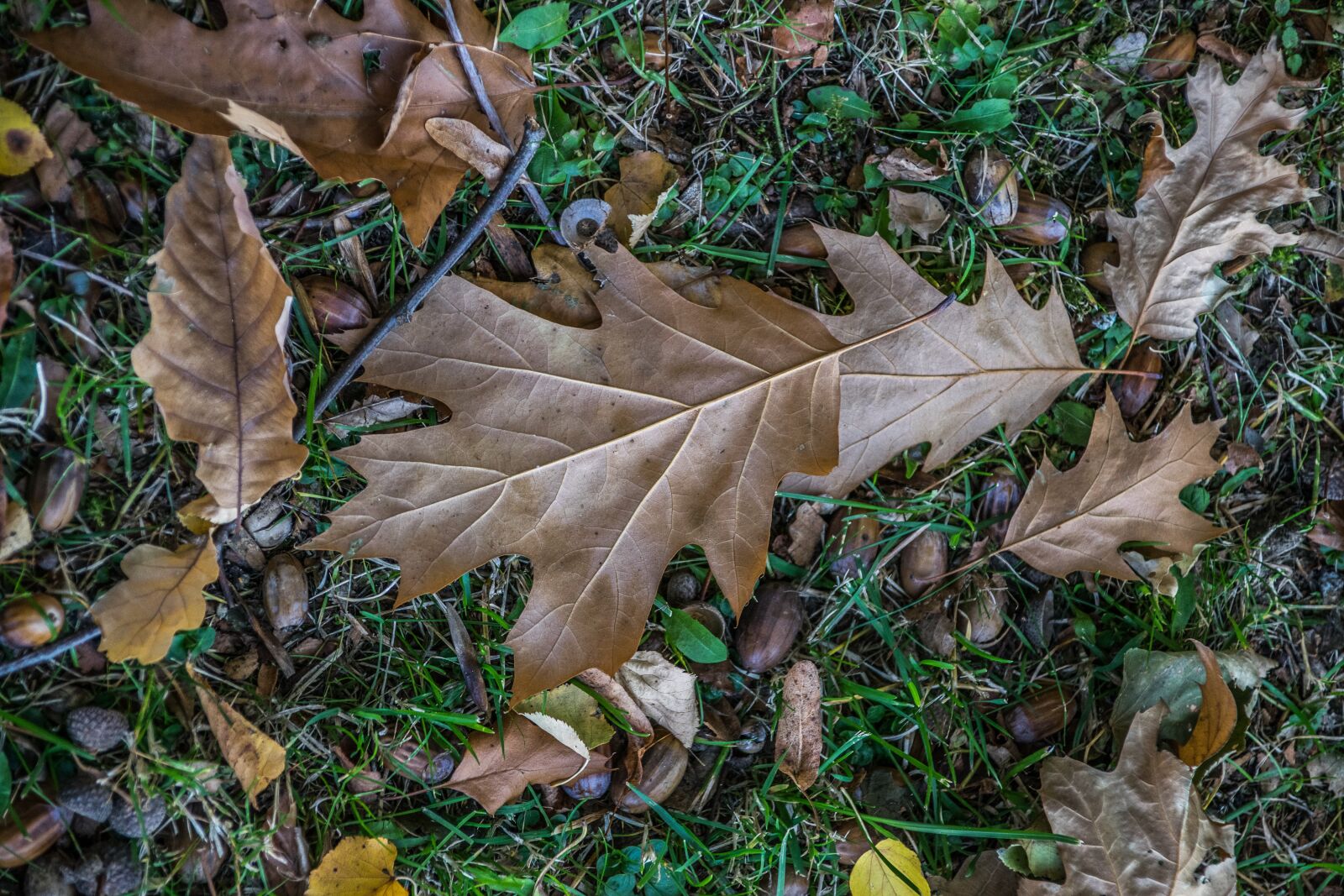 Nikon D5300 sample photo. Autumn, park, foliage photography