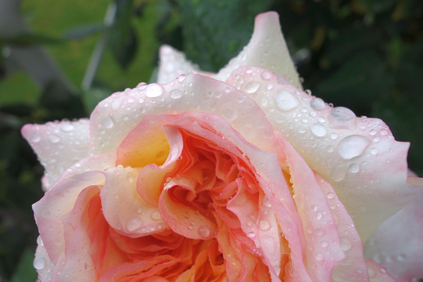 Sony Cyber-shot DSC-RX100 sample photo. Rose, raindrop, nature photography