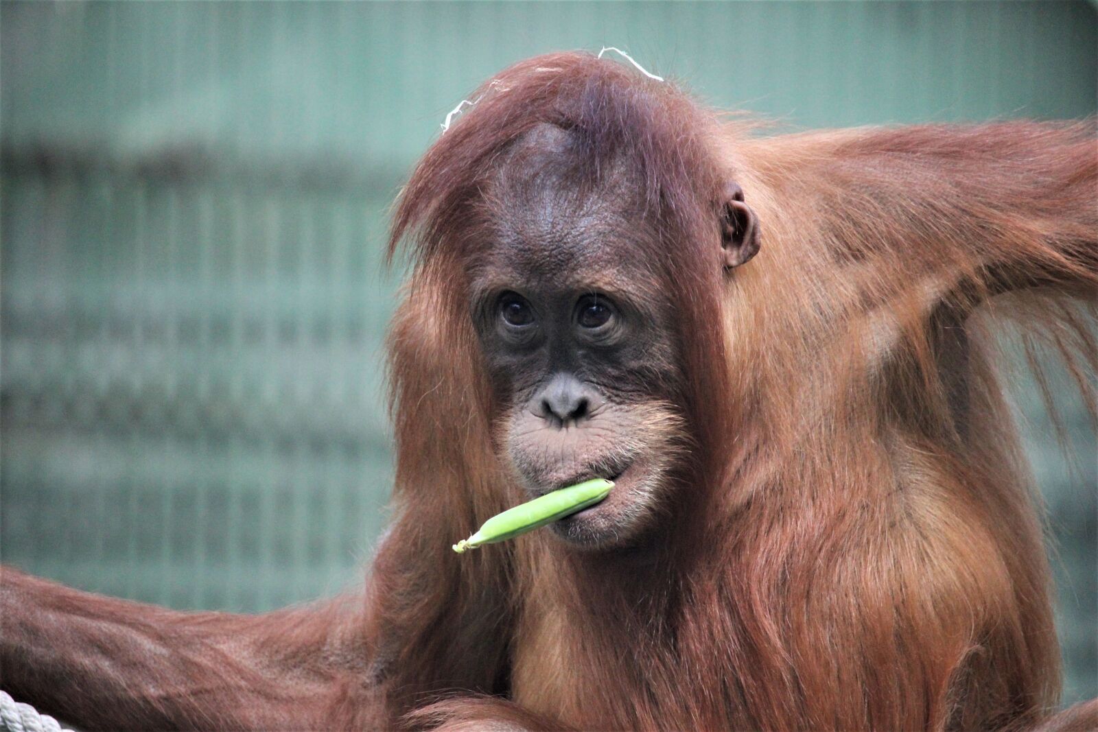 Canon EF-S 55-250mm F4-5.6 IS STM sample photo. Zoo, prague, £ diri photography