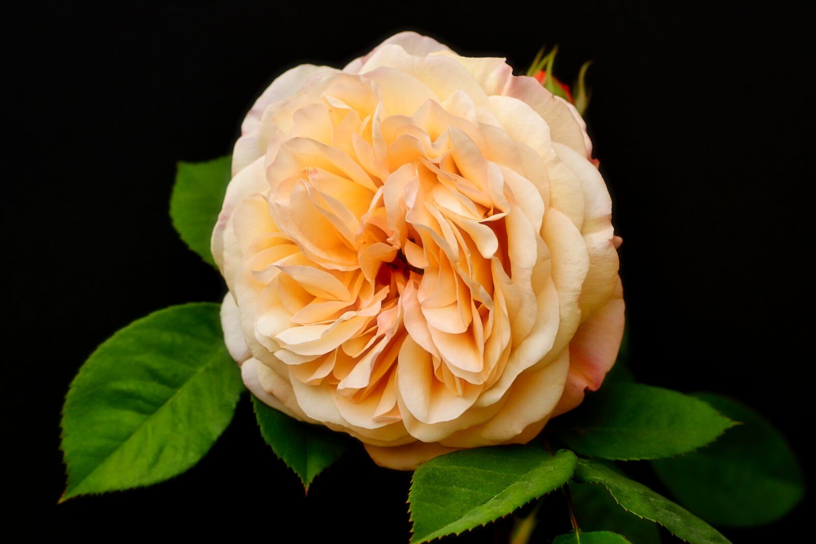 Tamron SP 90mm F2.8 Di VC USD 1:1 Macro sample photo. Rose, apricot, blossom photography