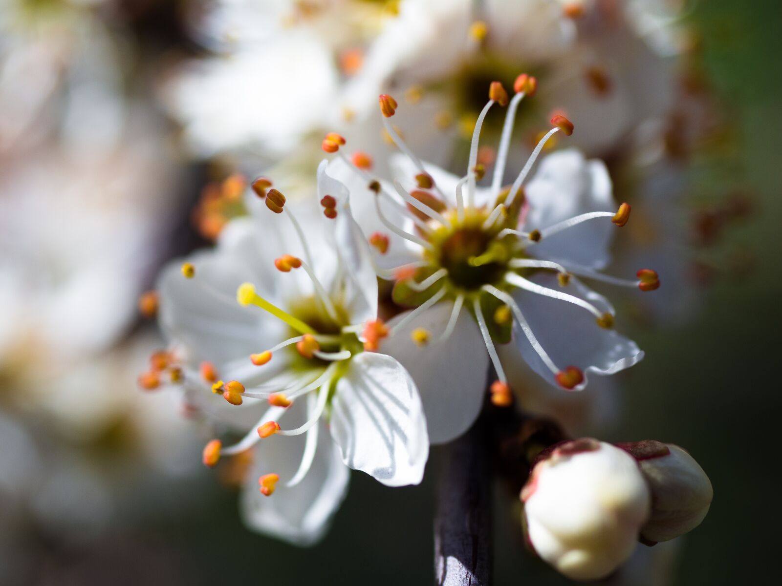 Olympus PEN E-PL9 sample photo. Flowers, bloom, macro photography