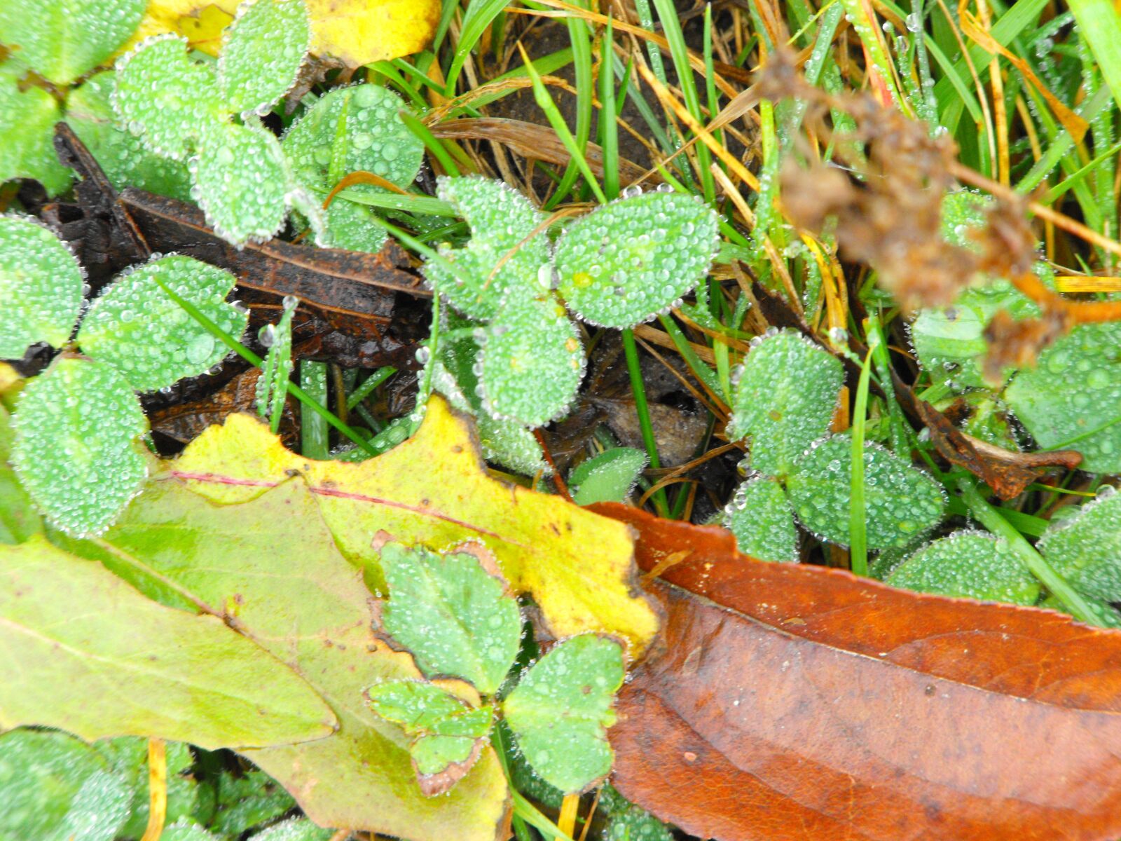 Fujifilm FinePix S1000fd sample photo. Wet leaves, nature, damp photography