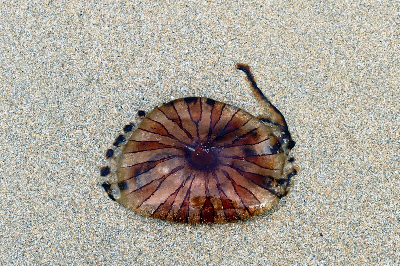 Panasonic Lumix DMC-FZ1000 sample photo. Beach, jellyfish, sea photography