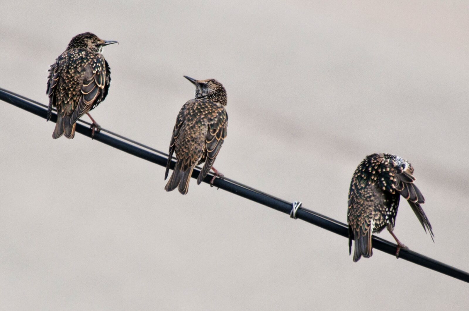 Nikon D90 sample photo. Birds, wire, beak photography