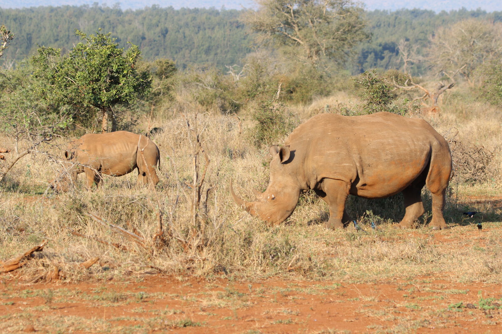 Canon EOS 7D Mark II sample photo. Baby, bush, endangered, mother photography