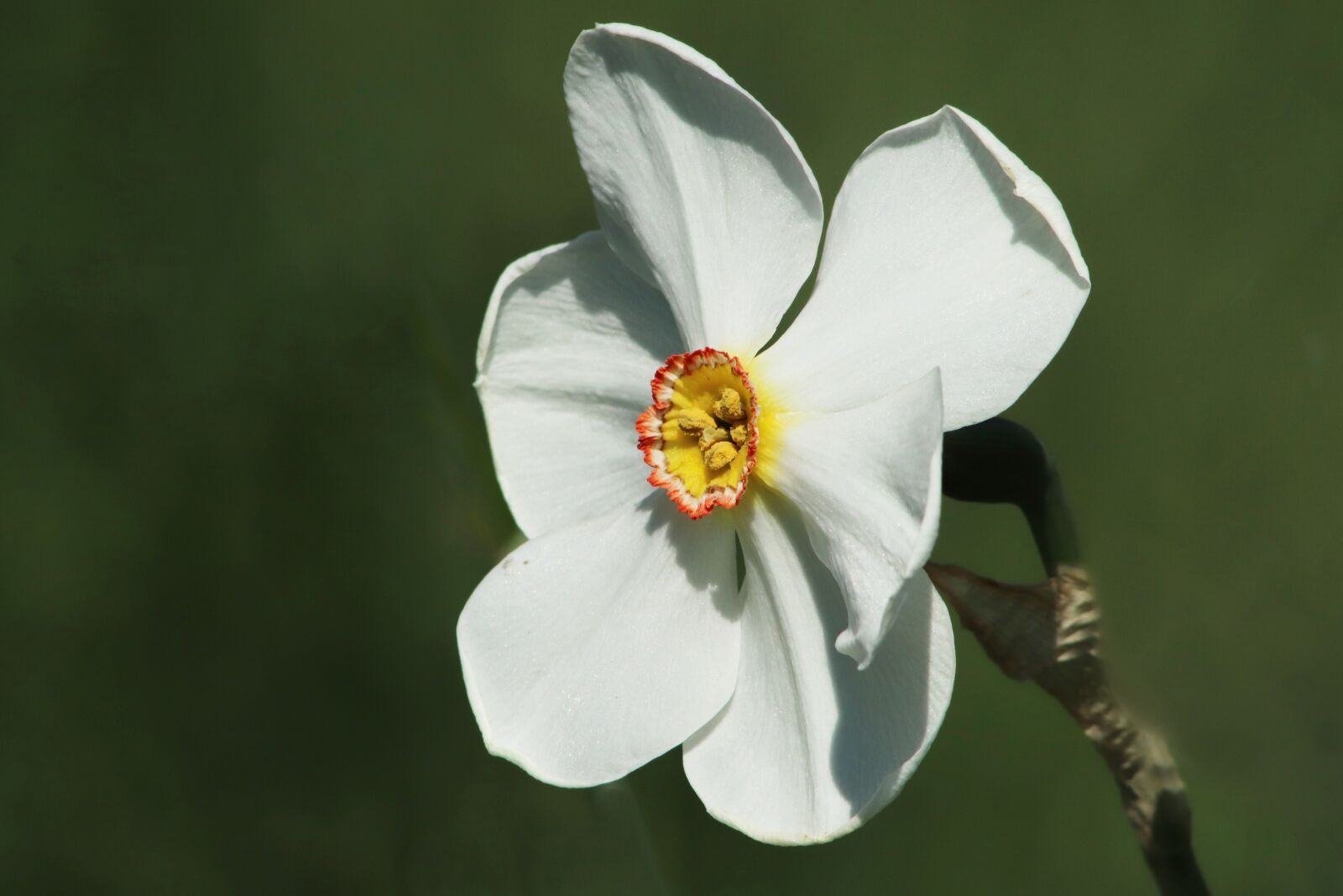 Canon EOS 800D (EOS Rebel T7i / EOS Kiss X9i) sample photo. Narcissus, daffodil, petals photography