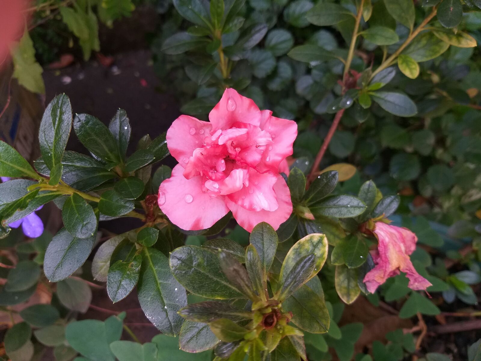 Samsung Galaxy J8 sample photo. Flores, flor, jardim photography