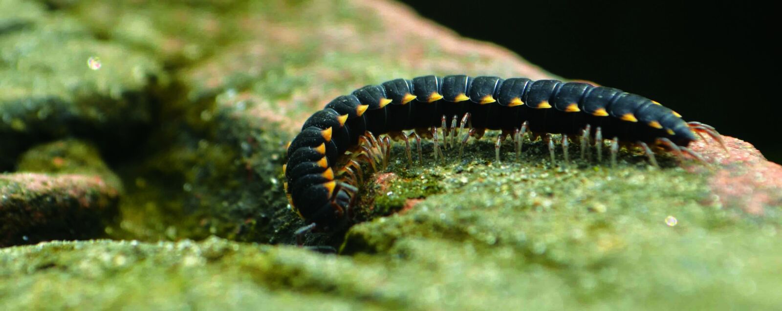 Nikon D5100 sample photo. Millipedes, life, nature photography
