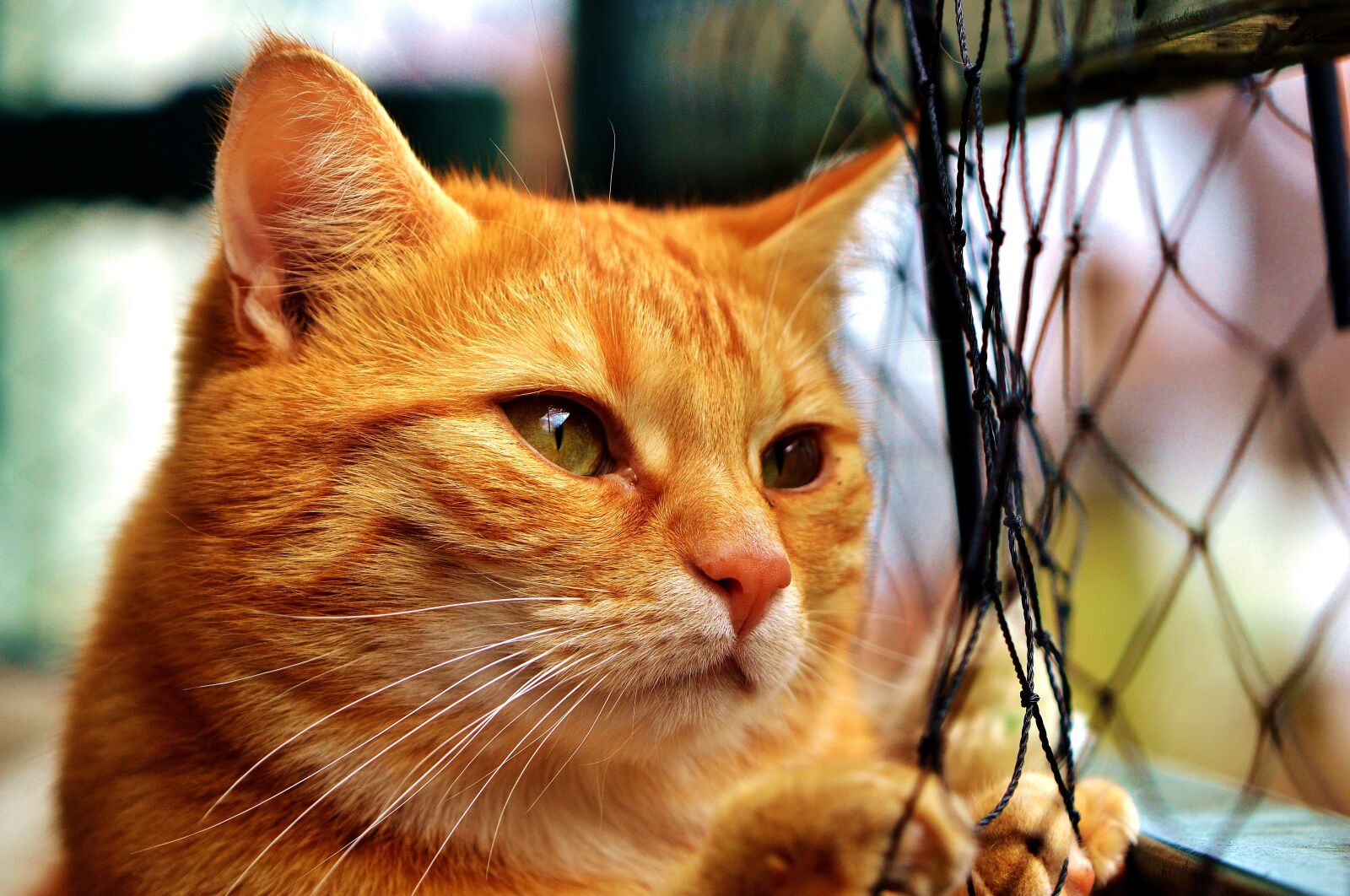 Nikon D3200 sample photo. Cat, mackerel, longing photography