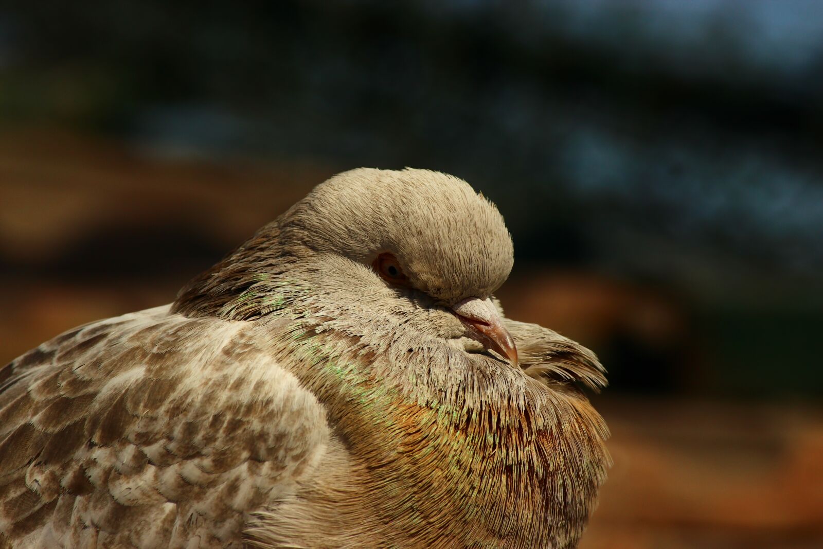 Canon EF-S 55-250mm F4-5.6 IS II sample photo. Pigeon, innocent birds, sleep photography