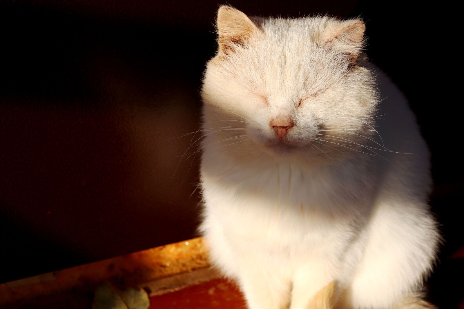 Canon EOS 200D (EOS Rebel SL2 / EOS Kiss X9) sample photo. Cat, white cat, cute photography