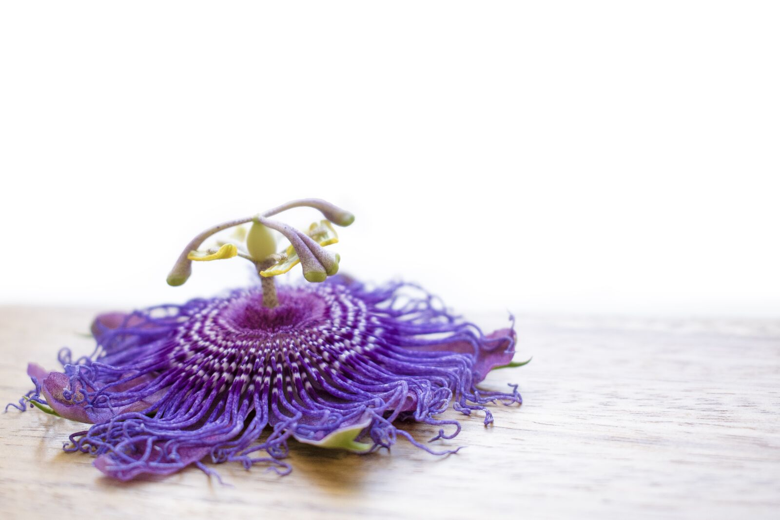 Nikon D5300 sample photo. Flower, passion flower, purple photography