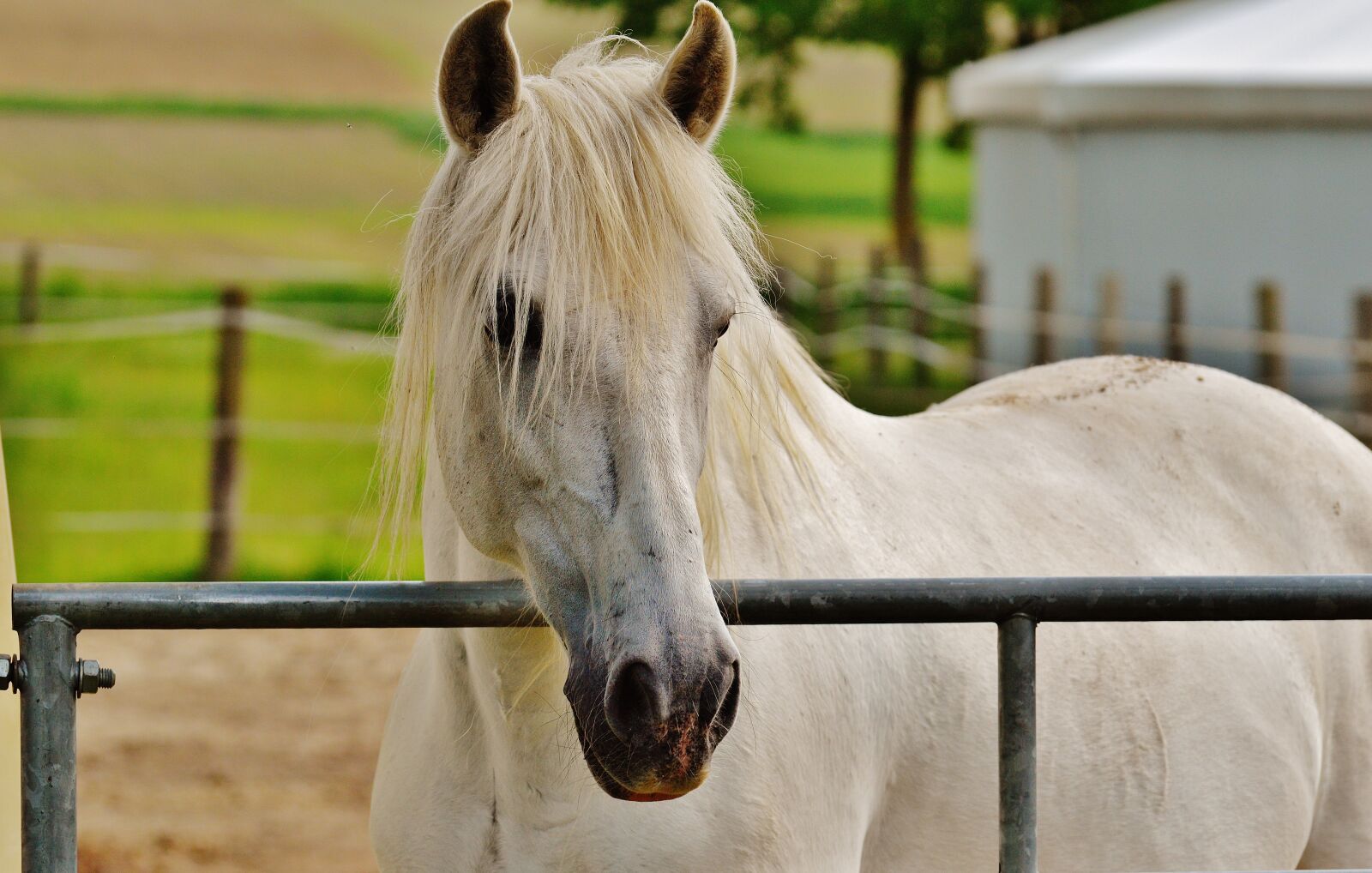 Nikon D3200 sample photo. Horse, coupling, stallion photography