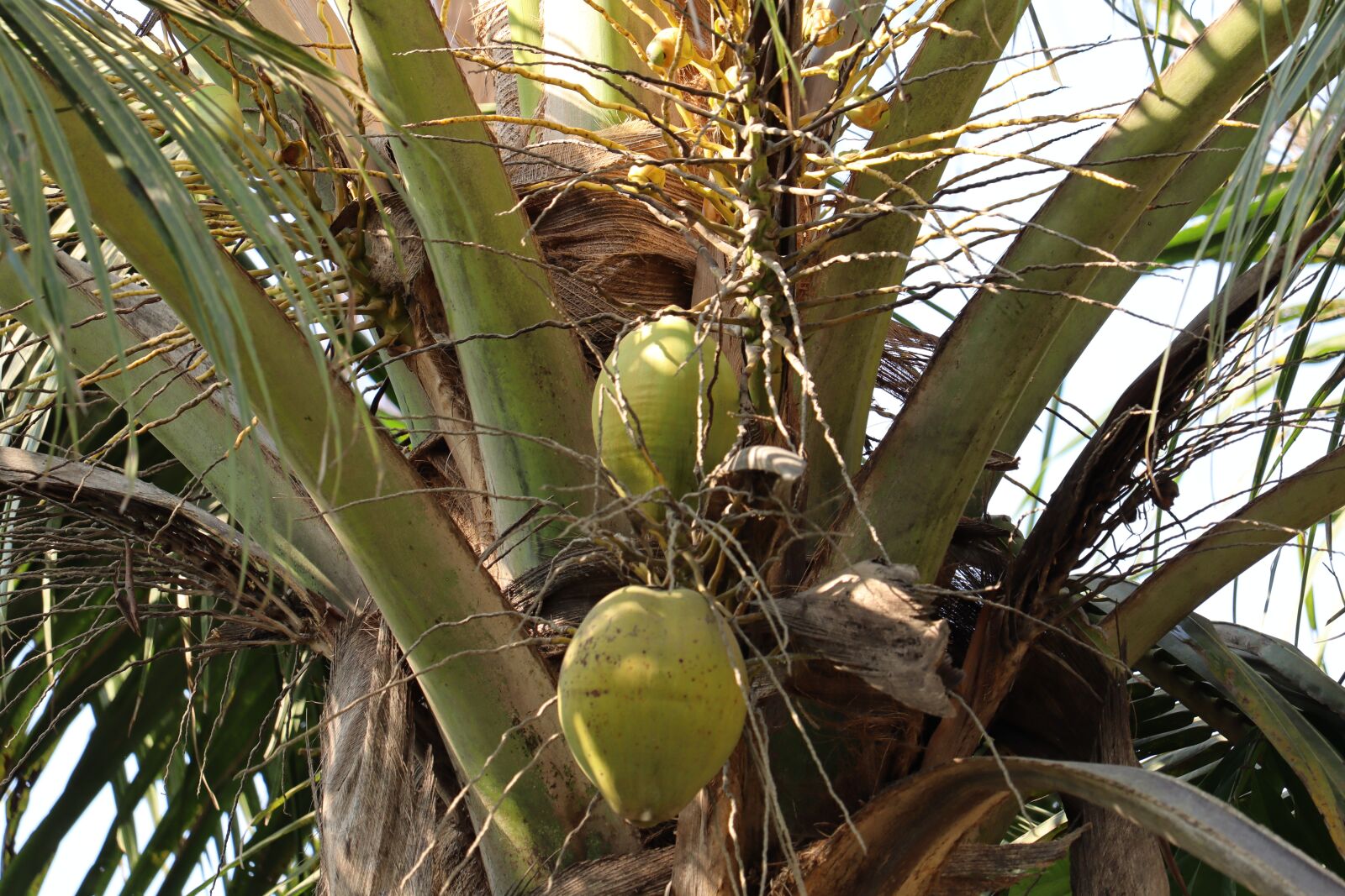 Canon EOS 250D (EOS Rebel SL3 / EOS Kiss X10 / EOS 200D II) sample photo. Kerala, coconut, india photography