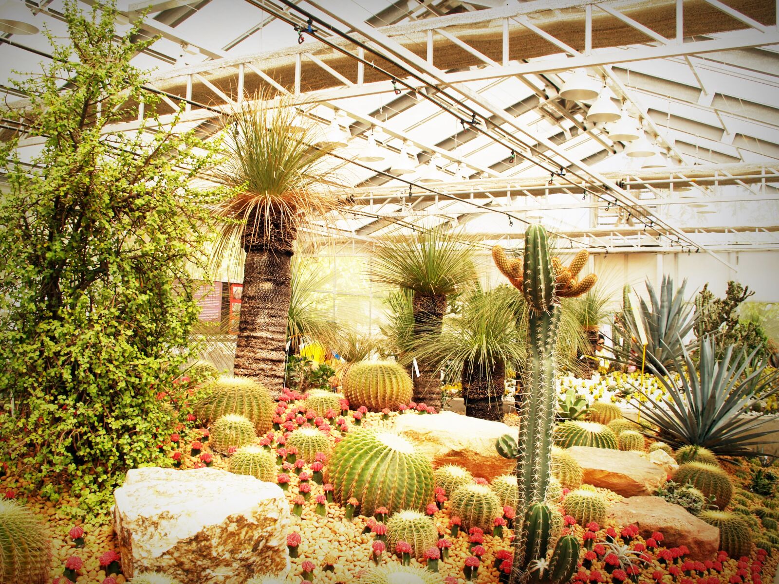 Olympus E-300 (EVOLT E-300) sample photo. Botanical, cactuses, colors, cultivate photography