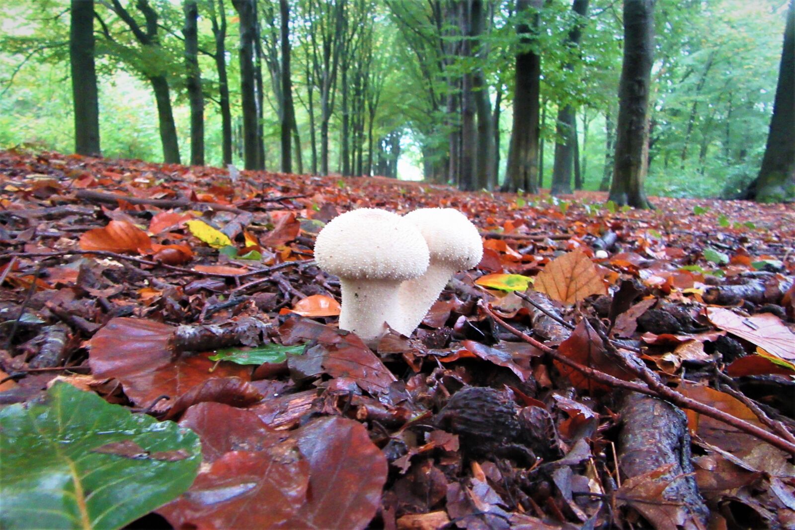 Canon PowerShot SX610 HS sample photo. Mushrooms, forest floor, forest photography