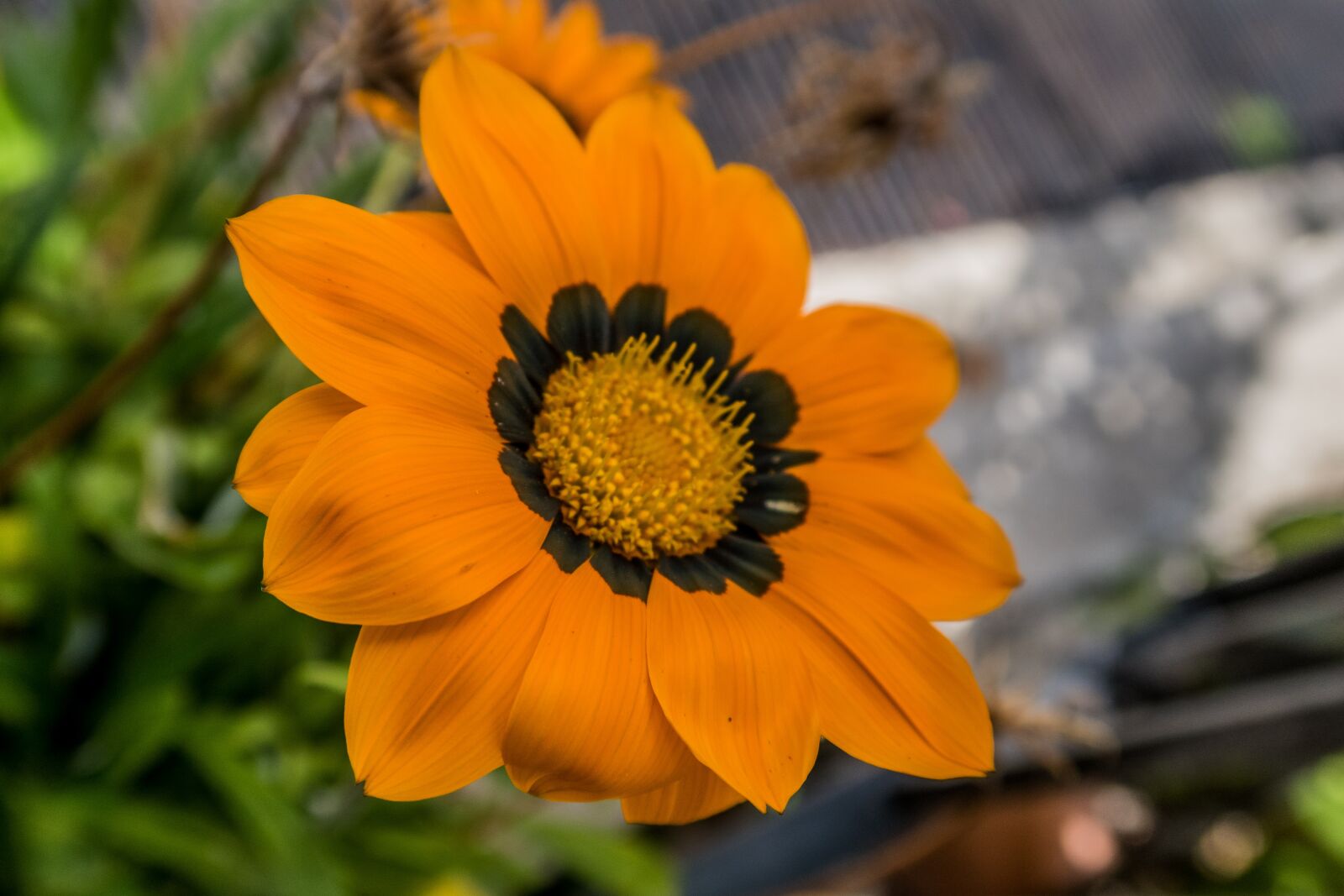 Canon PowerShot G7 X Mark II sample photo. Flower, yellow, nature photography