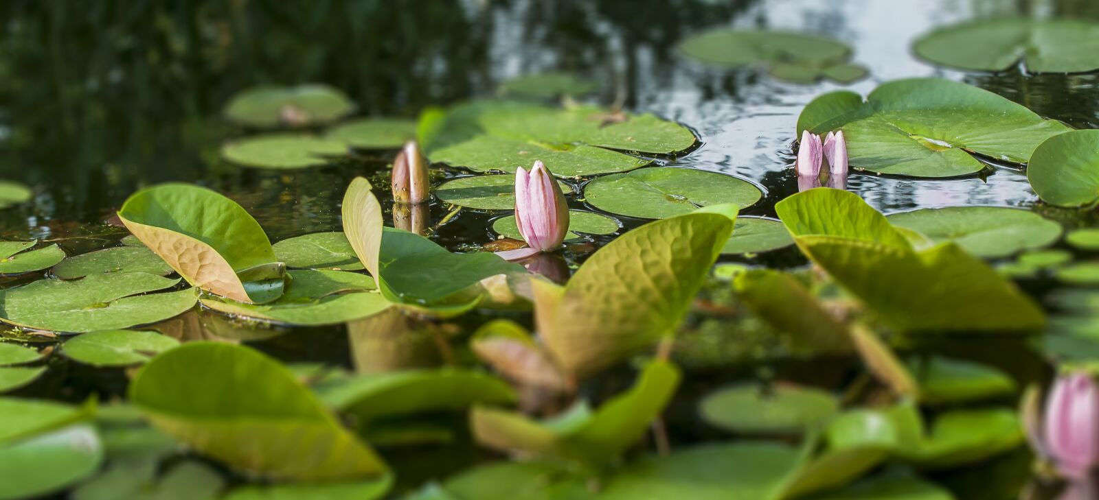 Canon EOS 50D sample photo. Water lily, lake, blossom photography