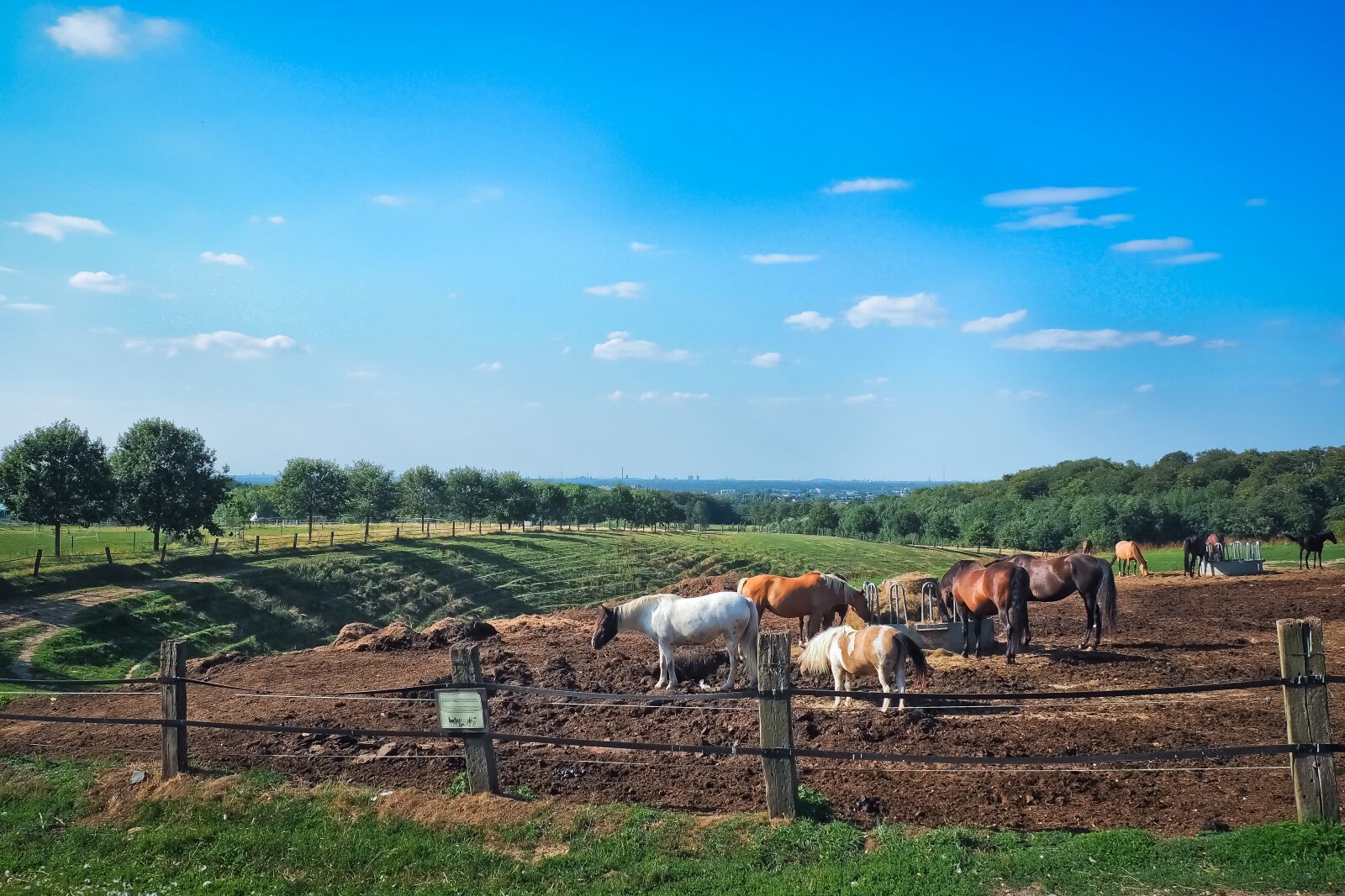 Olympus OM-D E-M10 sample photo. Landscape, pasture, nature photography