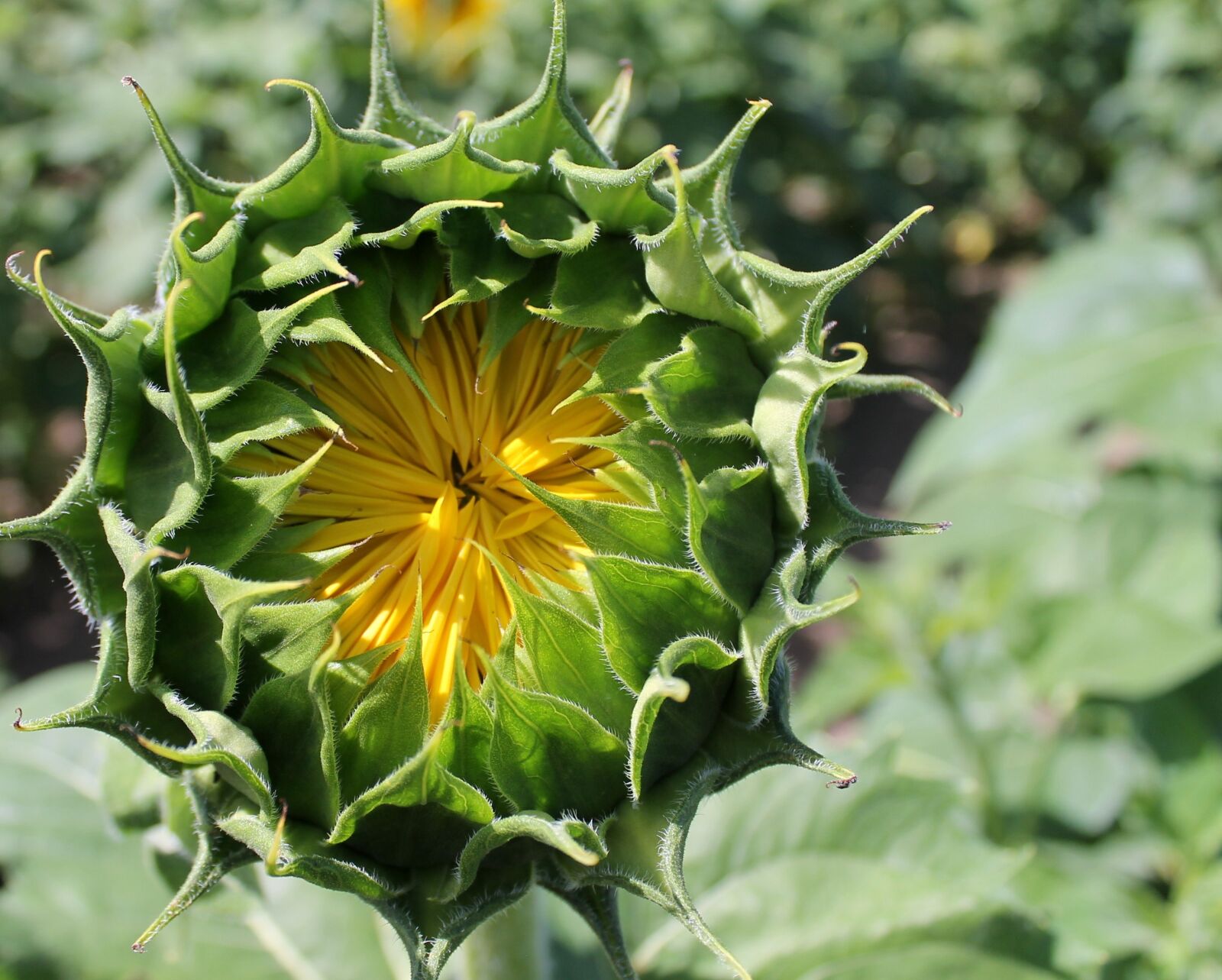 Canon EOS 1100D (EOS Rebel T3 / EOS Kiss X50) sample photo. Sunflower, bud, flower photography