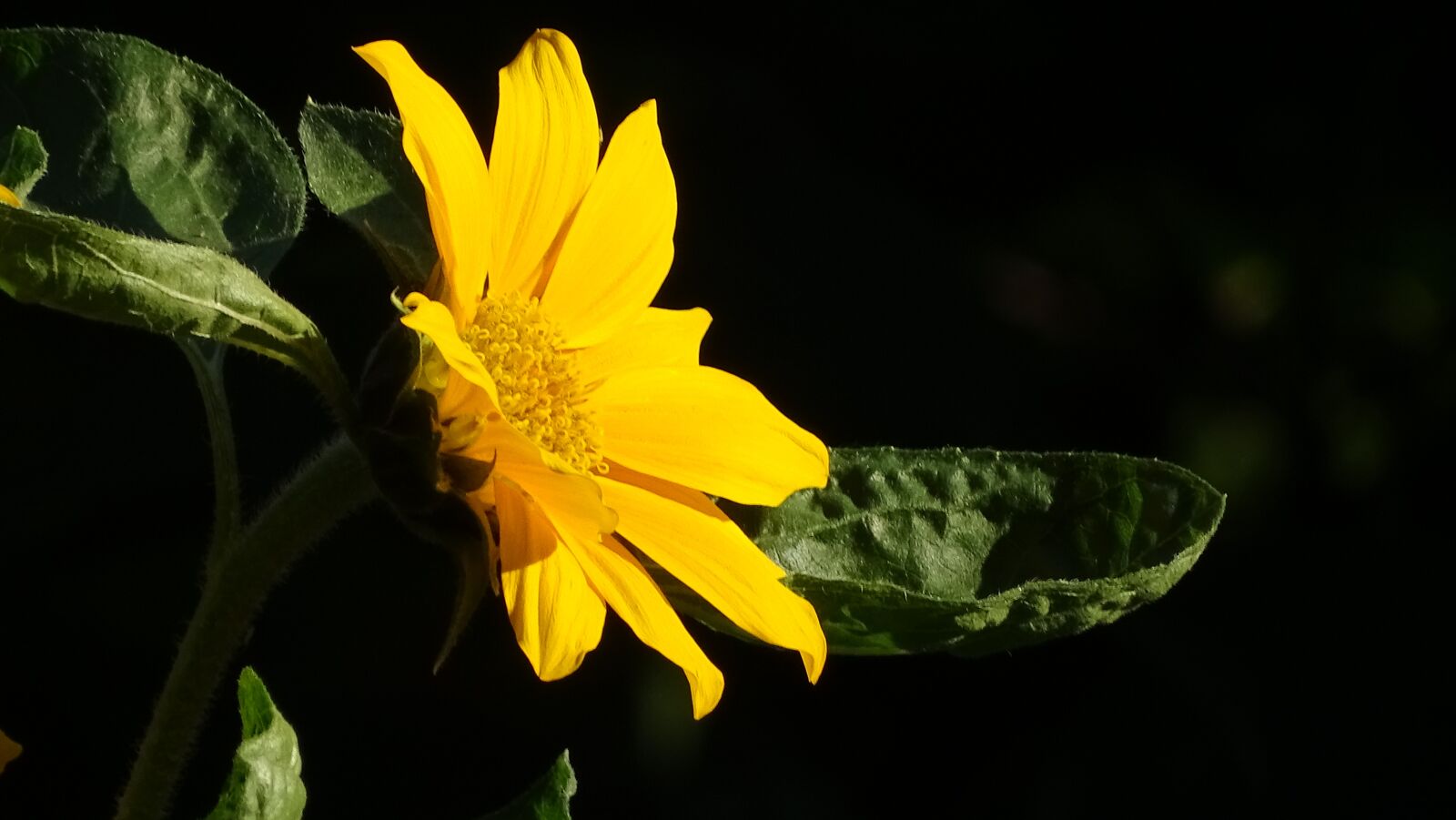 Sony Cyber-shot DSC-HX400V sample photo. Sunflower, blossom, bloom photography