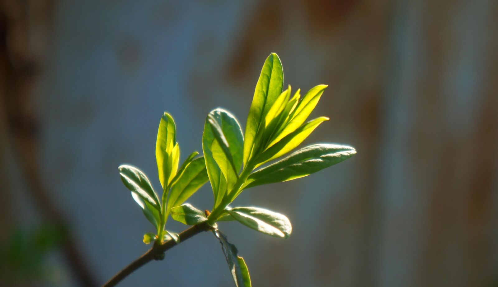 Sony Alpha a3000 + Sony E 18-55mm F3.5-5.6 OSS sample photo. Nature, plants, sprig photography