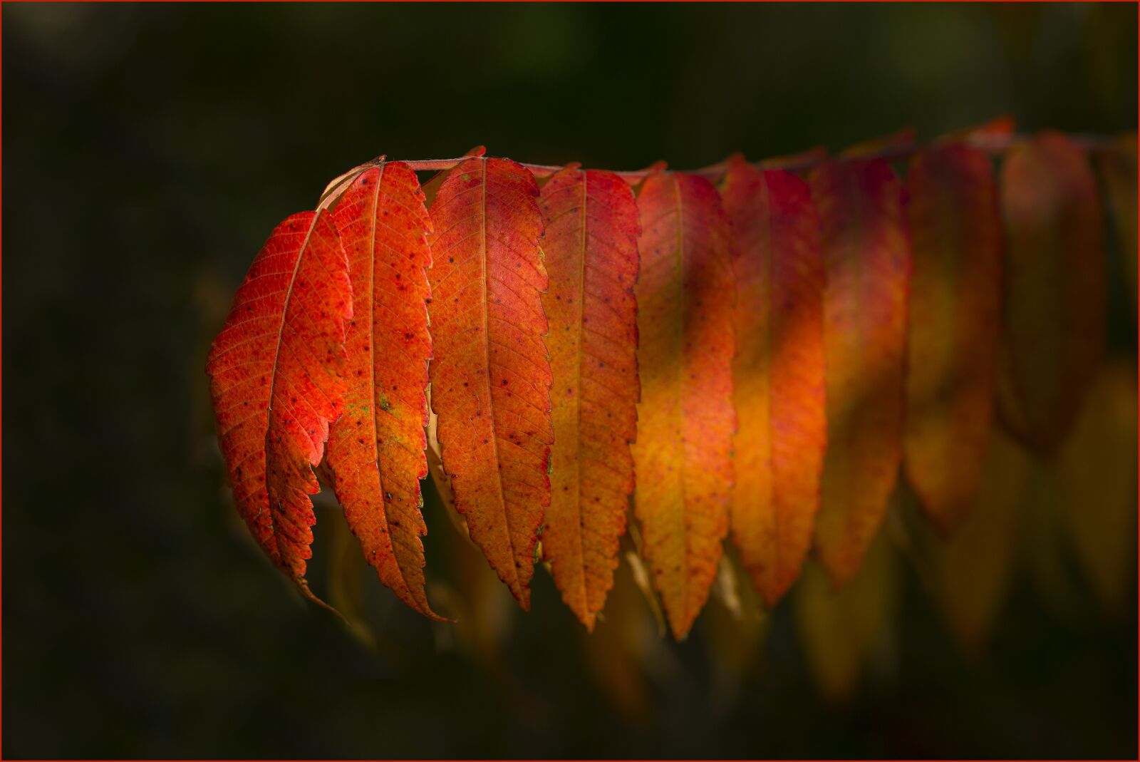 Nikon D800 sample photo. No person, desktop background photography