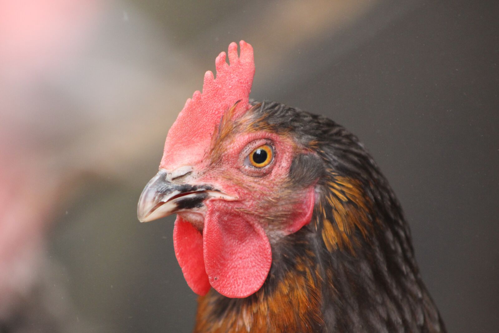 Canon EOS 700D (EOS Rebel T5i / EOS Kiss X7i) sample photo. Chicken, hen, poultry photography