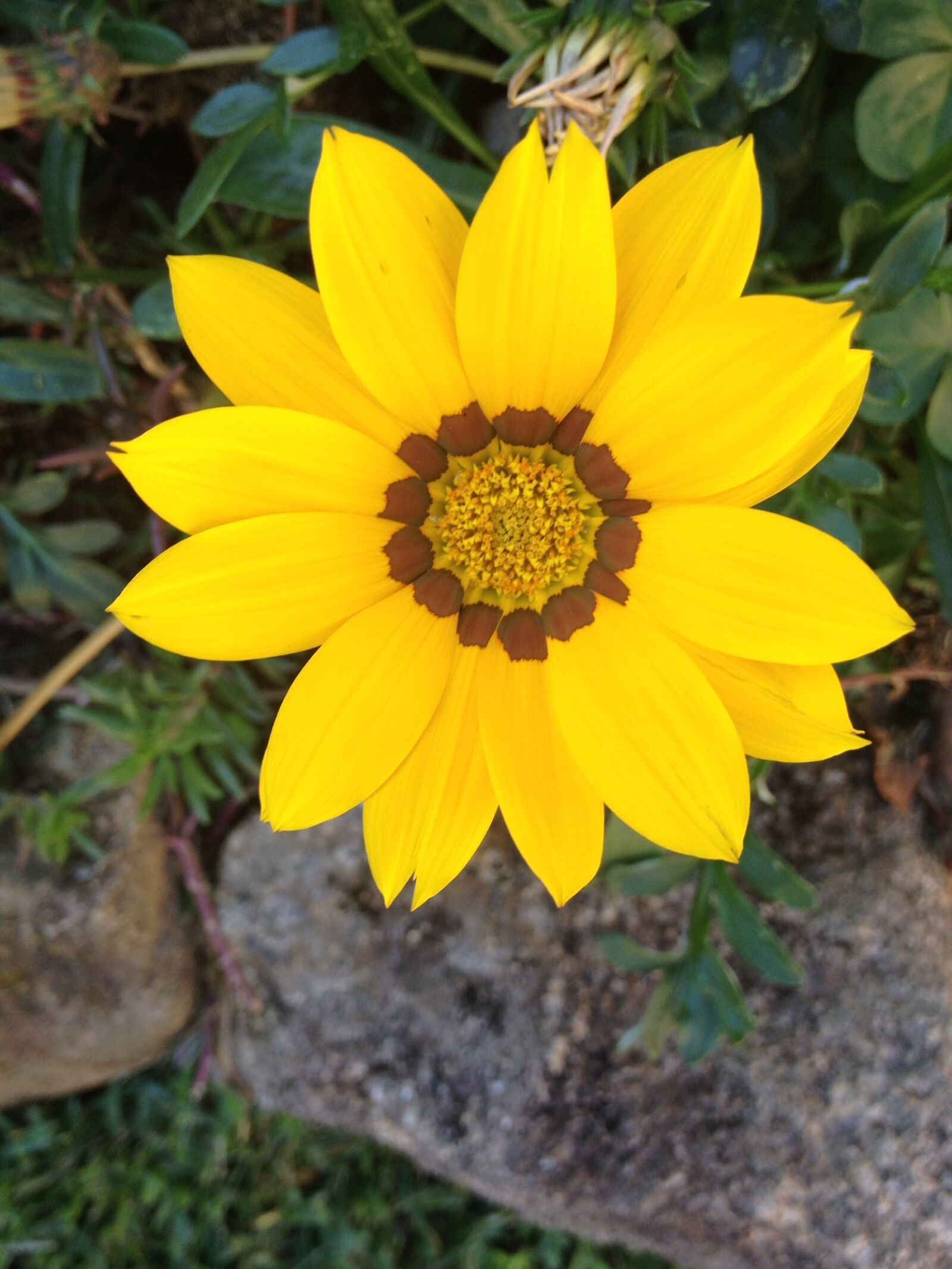 iPhone 4S back camera 4.28mm f/2.4 sample photo. Flowers, colorful, colorful flowers photography