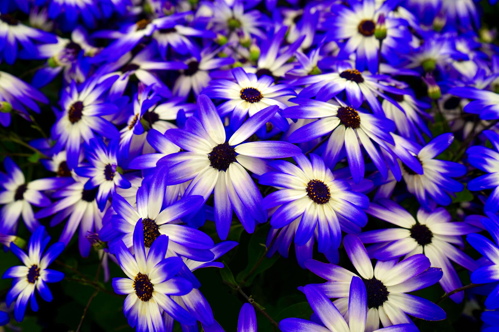 Sony FE 28-70mm F3.5-5.6 OSS sample photo. Beautiful, bloom, blooming, blossom photography