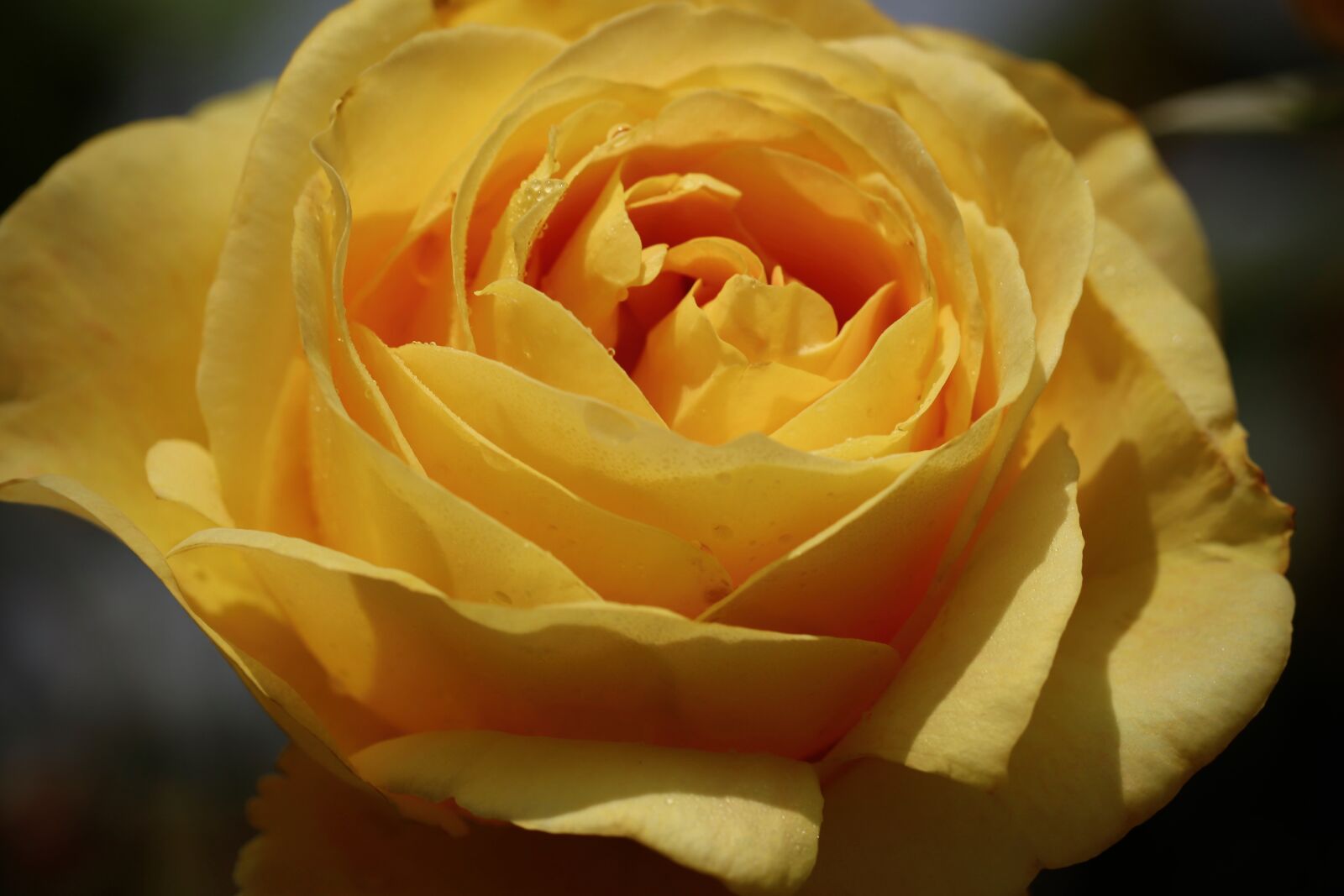 Canon EOS 800D (EOS Rebel T7i / EOS Kiss X9i) sample photo. Rose, rose bloom, petals photography
