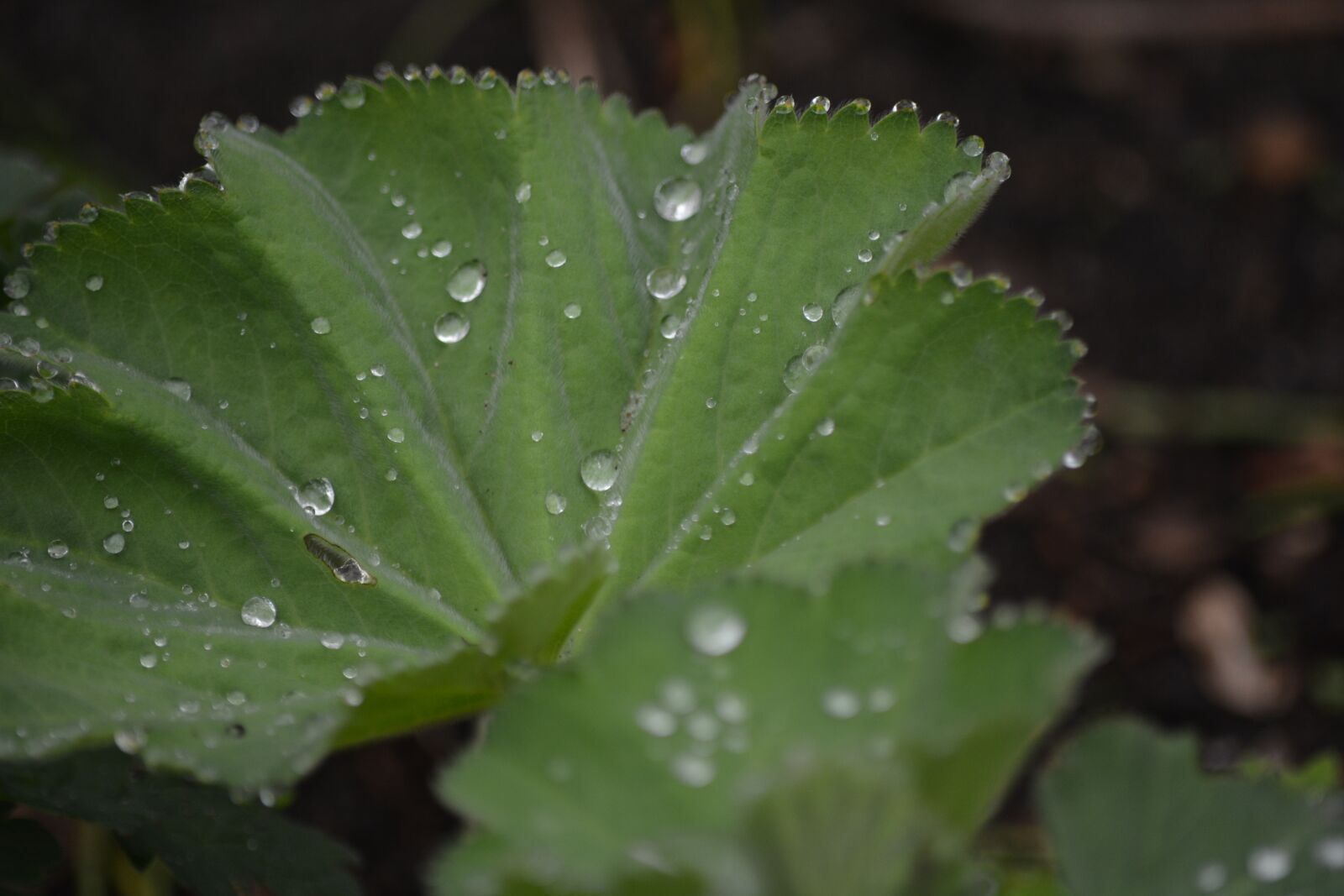 Nikon D7100 sample photo. Nature, frauenmantel, leaf photography