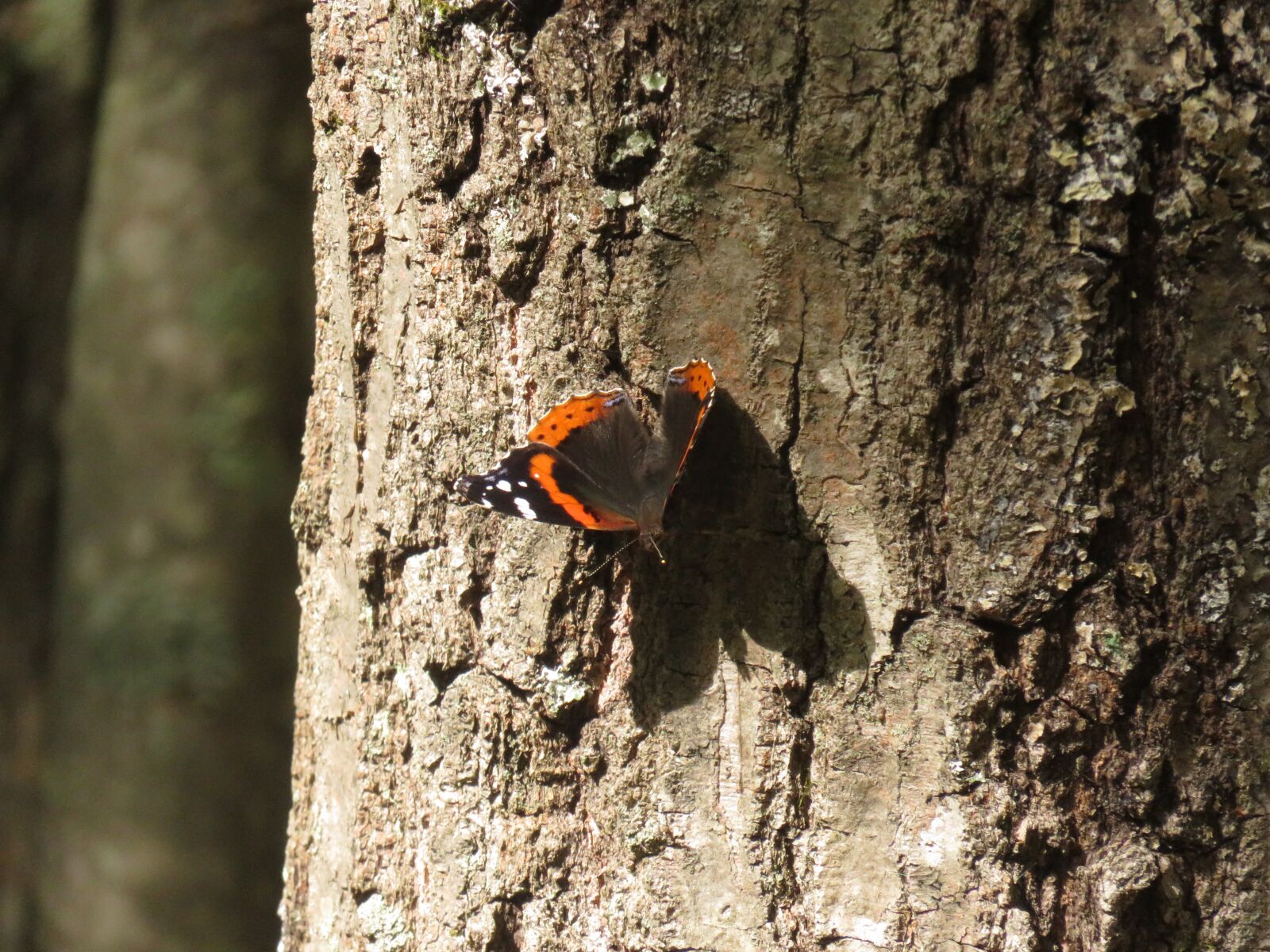Canon PowerShot SX710 HS sample photo. Butterfly, tree, bark photography