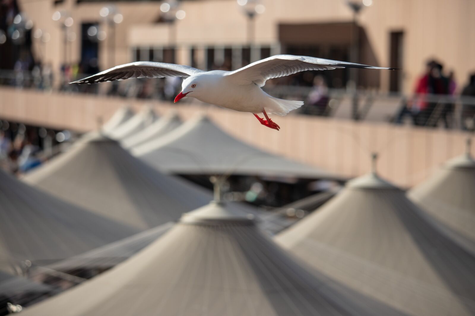 Canon EOS 200D (EOS Rebel SL2 / EOS Kiss X9) sample photo. Seagull, flying, bird photography