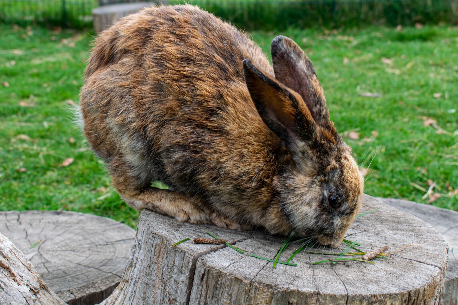 Nikon D5300 sample photo. Rabbit, hare, rabbit ears photography