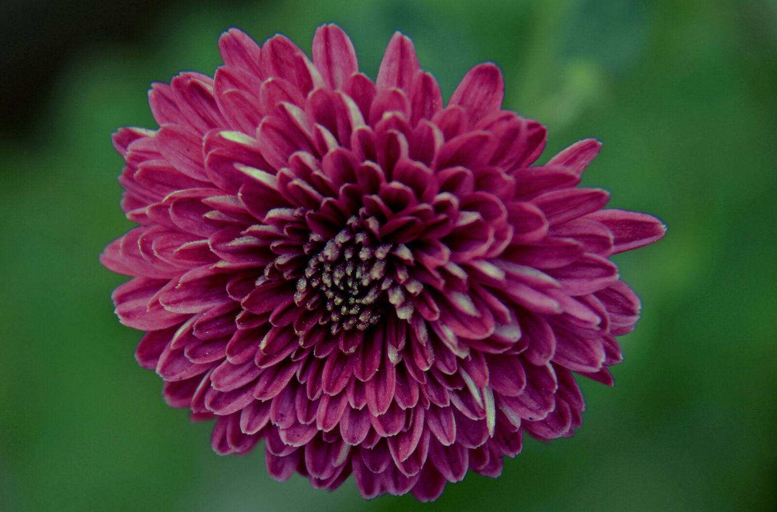 Canon EOS 7D sample photo. Chrysanthemum, mum, colorful photography