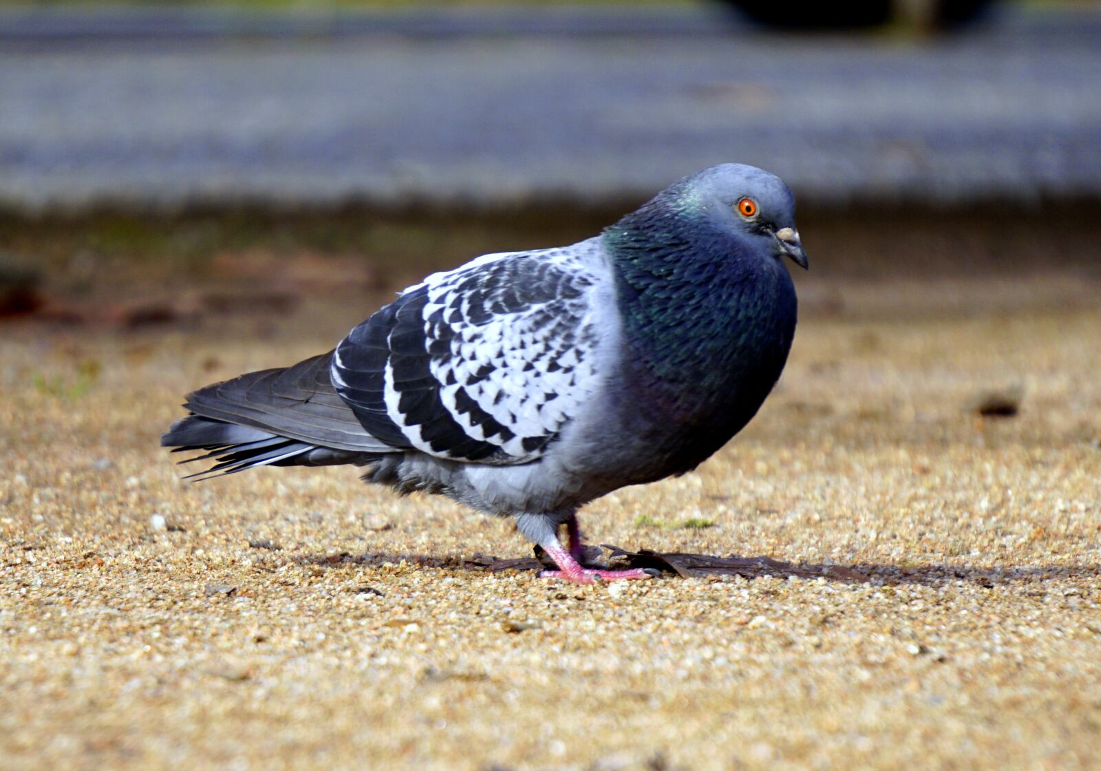 Babi palomas