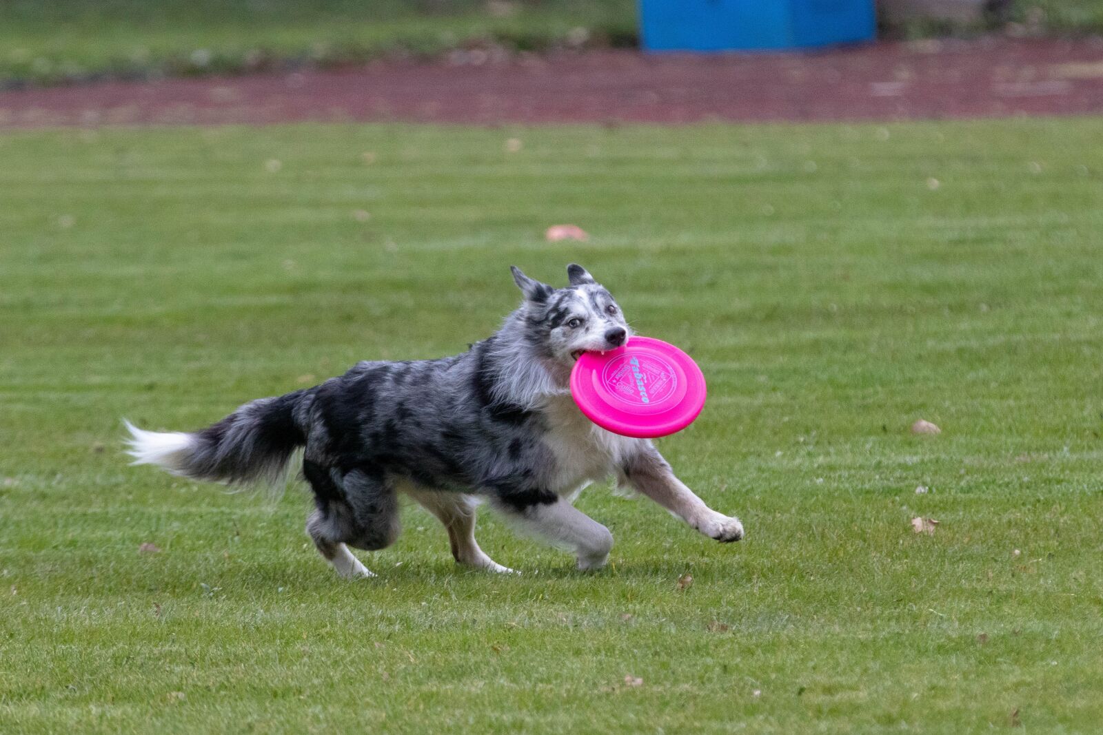 Canon EF 70-200mm F2.8L IS II USM sample photo. Frisbee, dogfrisbee, dog photography