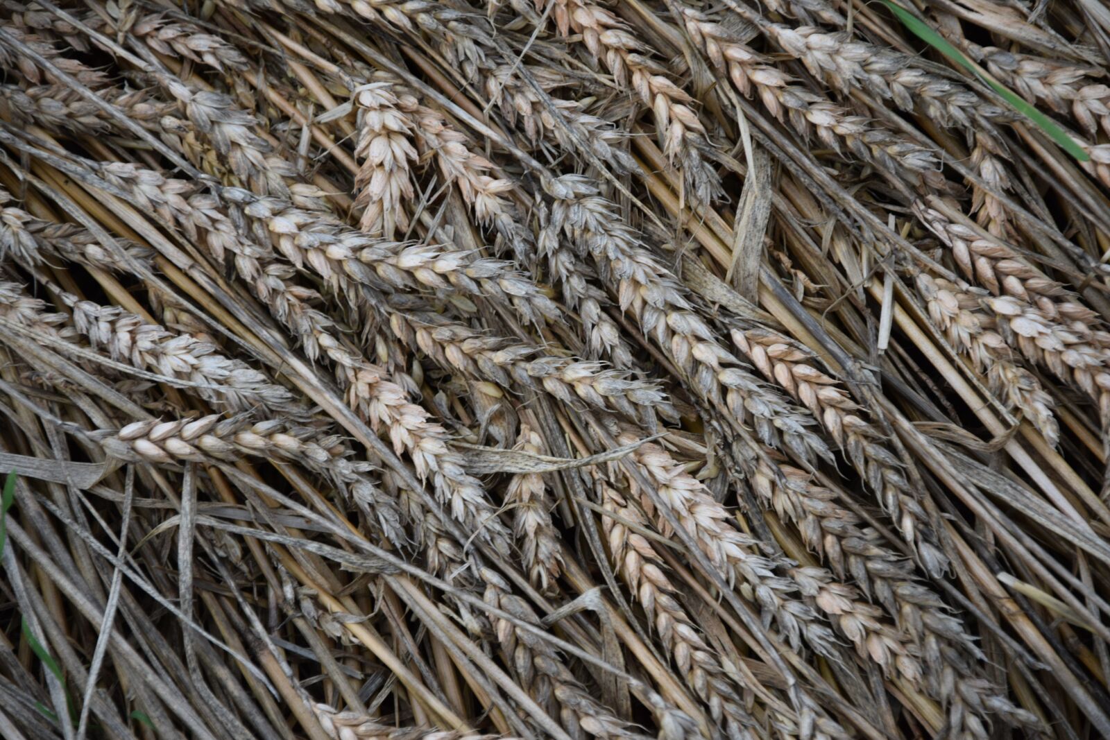 Nikon D3300 sample photo. Cereal, nature, farm photography