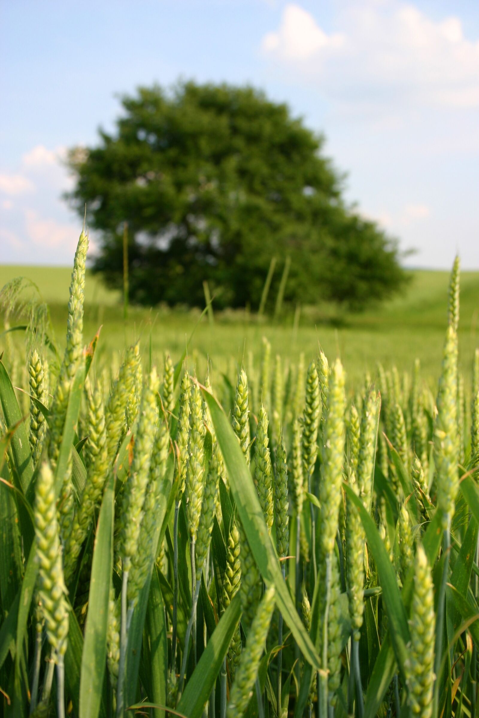 Canon EOS 300D (EOS Digital Rebel / EOS Kiss Digital) sample photo. Slovakia, summer, wheat photography