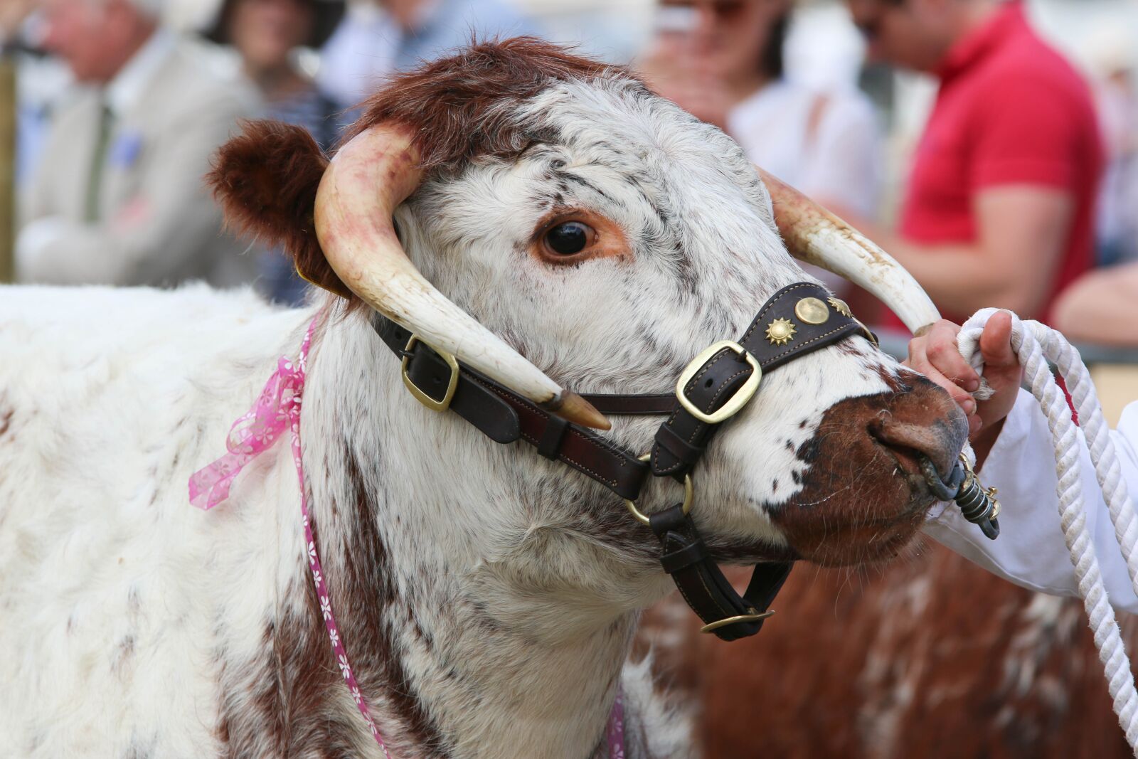 Canon EOS 70D sample photo. Bull, livestock, farm photography