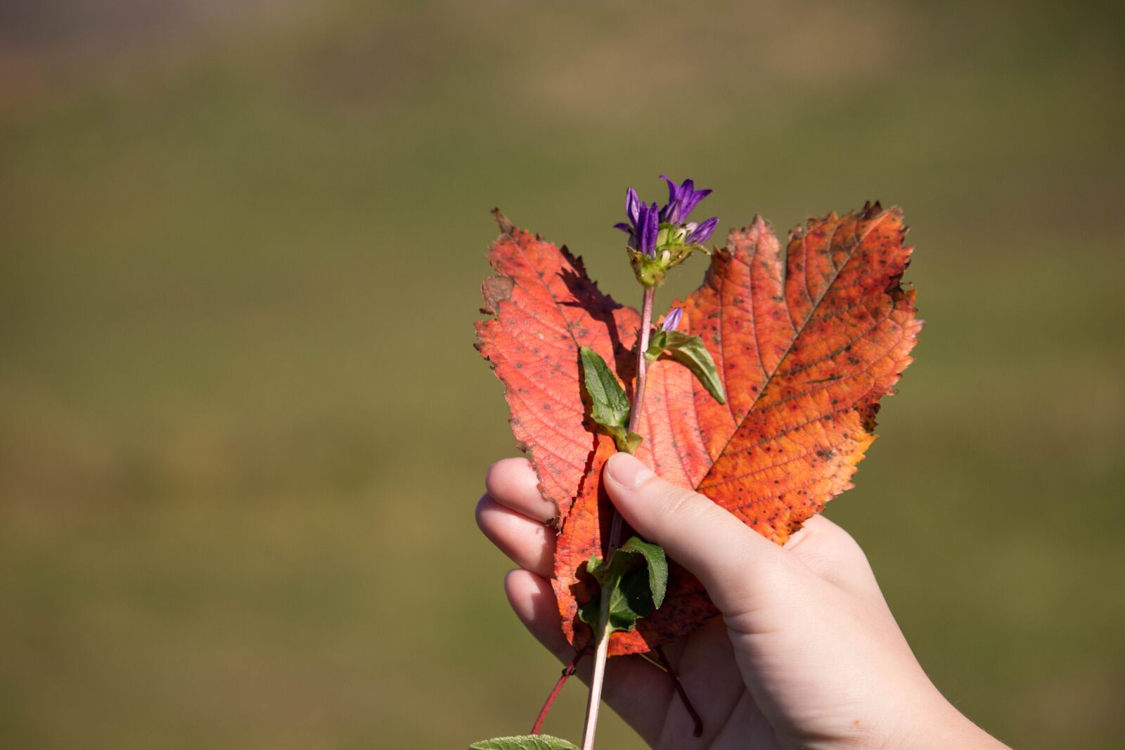 Canon EOS 100D (EOS Rebel SL1 / EOS Kiss X7) sample photo. Heart shape, autumn leaves photography